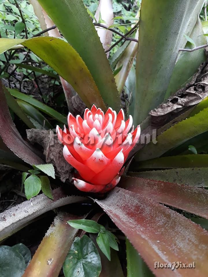 Aechmea nidularioides