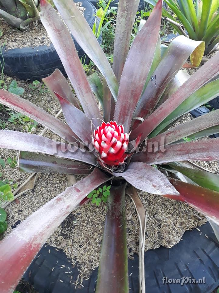 Aechmea nidularioides