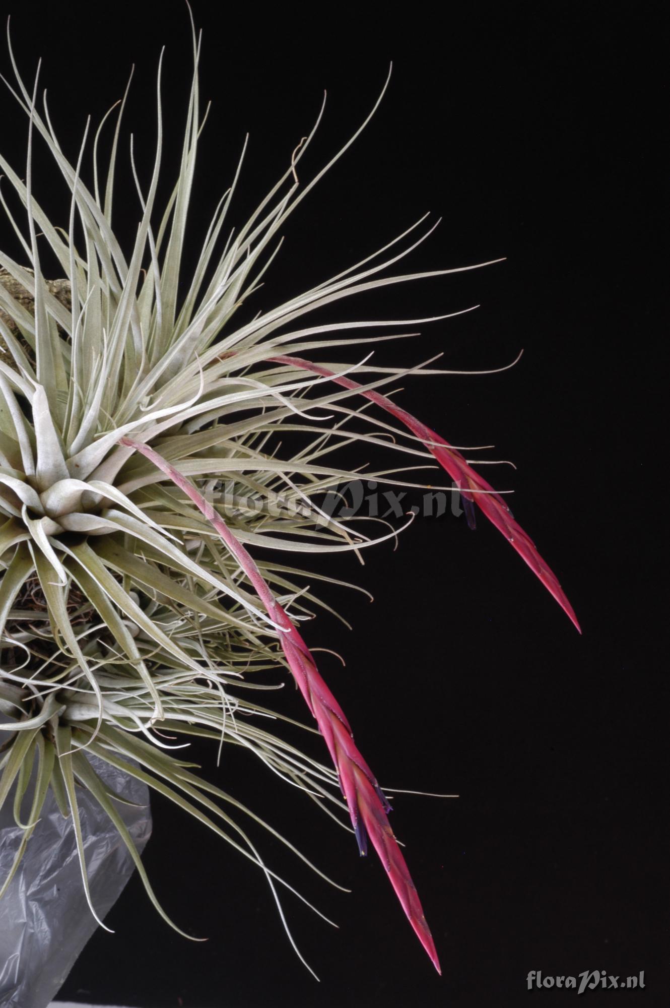 Tillandsia andreettae