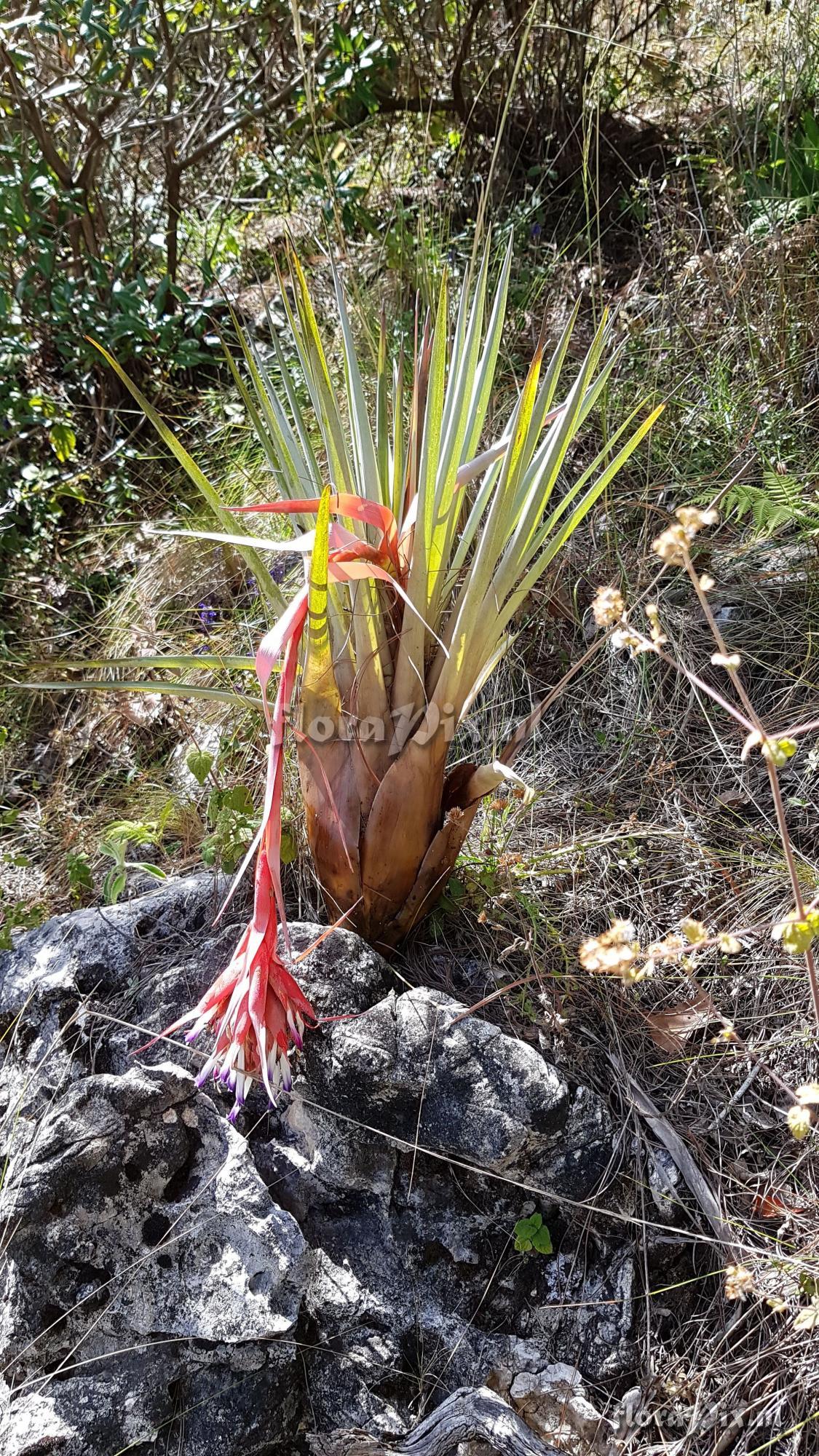 Tillandsia mateoensis