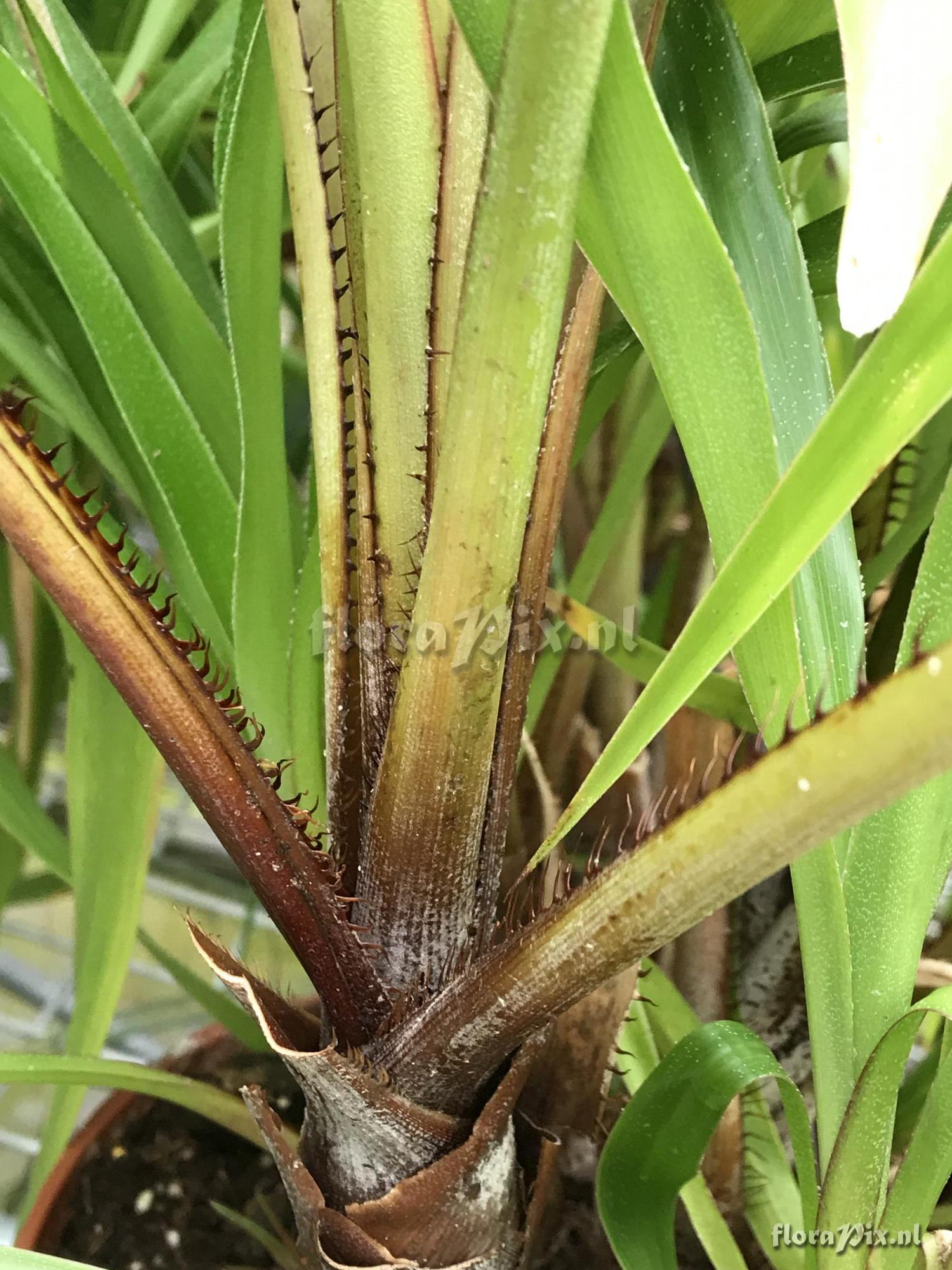 Pitcairnia lehmannii