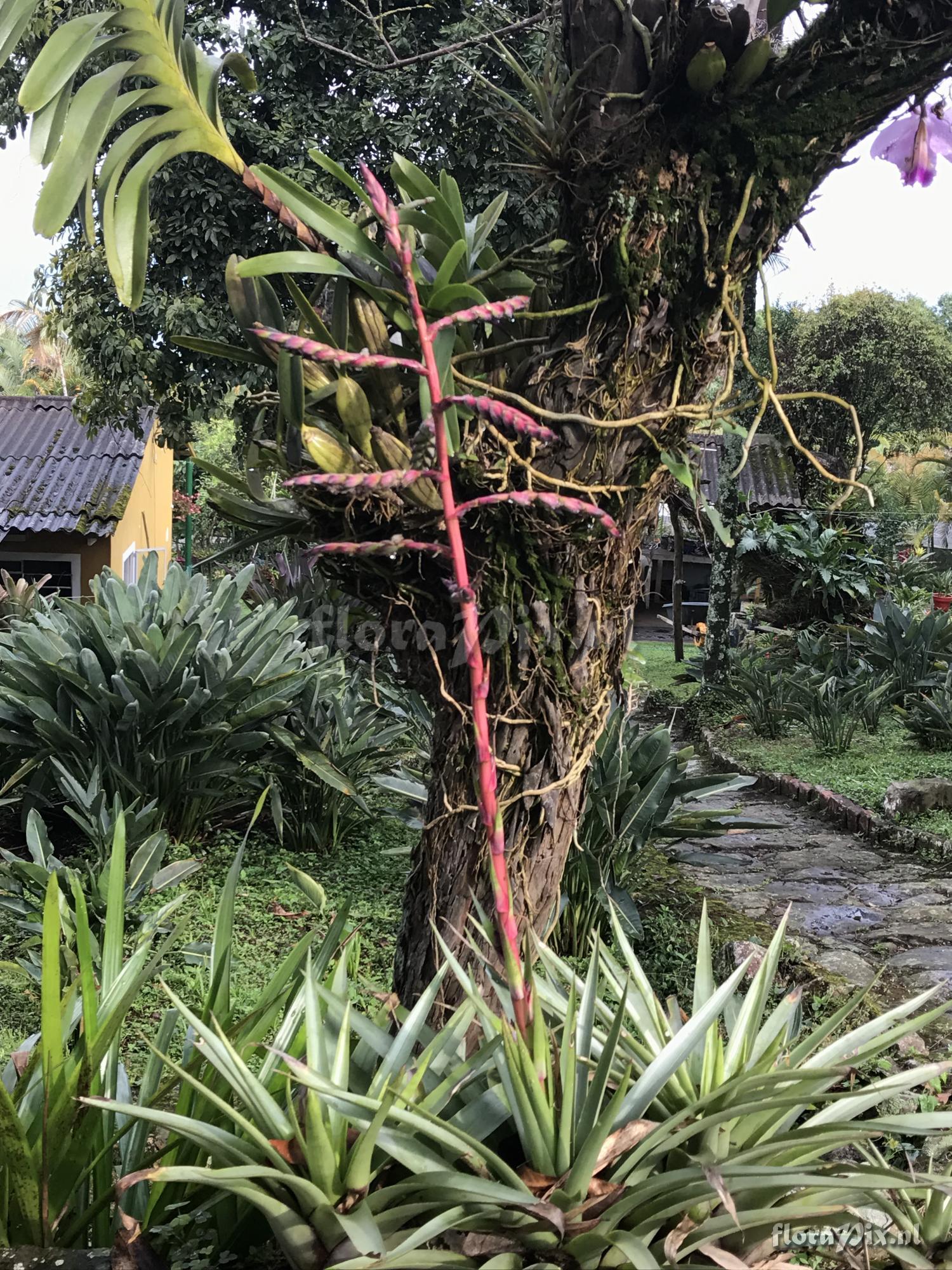 Tillandsia secunda