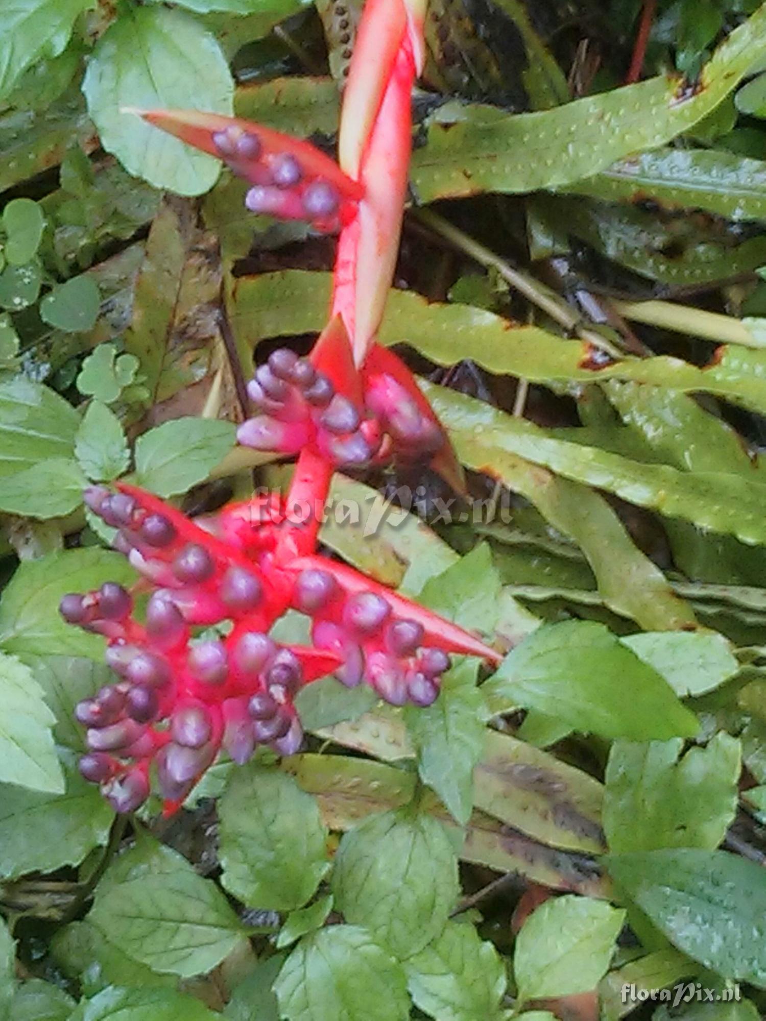 Aechmea weilbachii