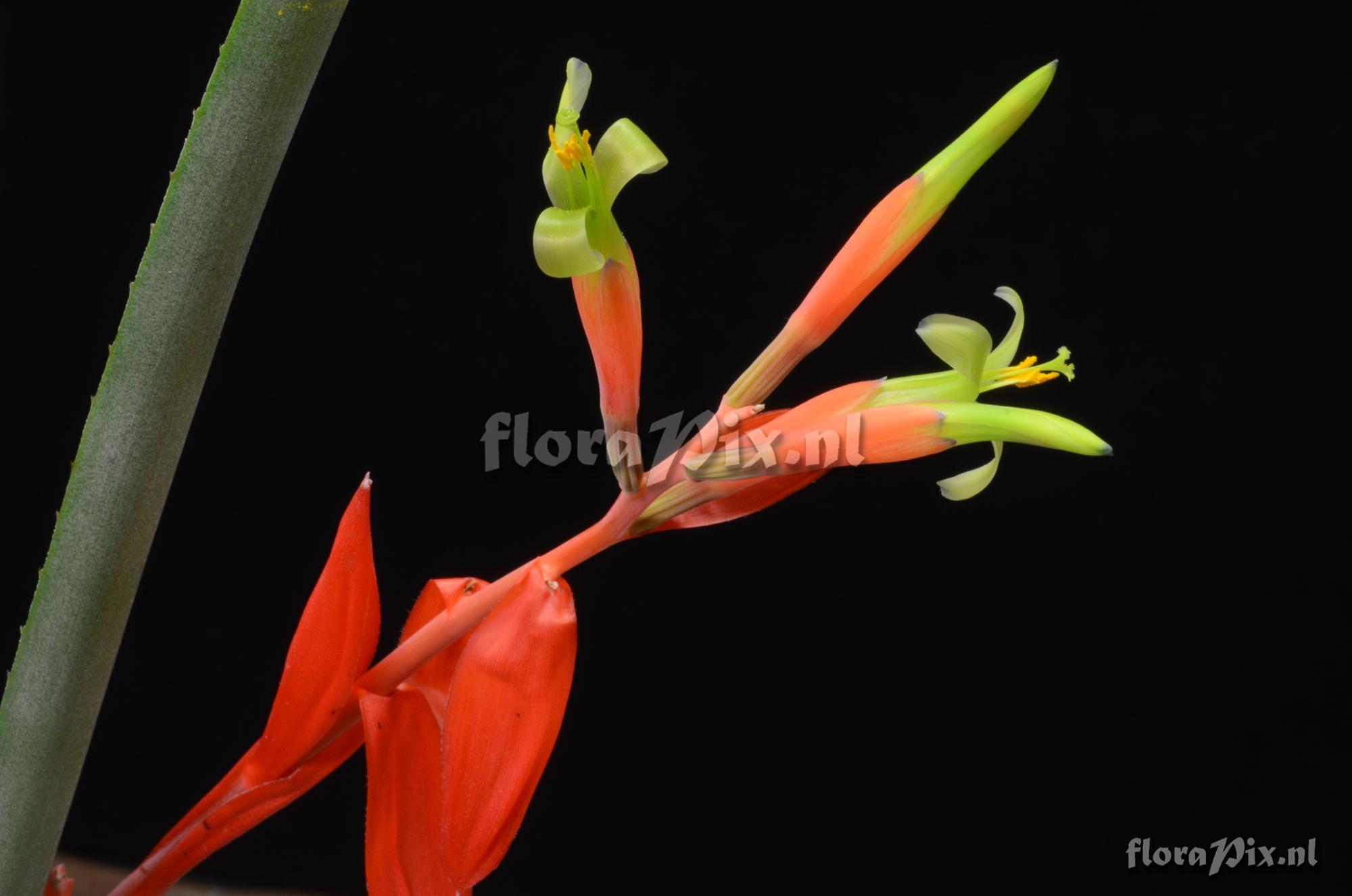 Billbergia aff. amoena