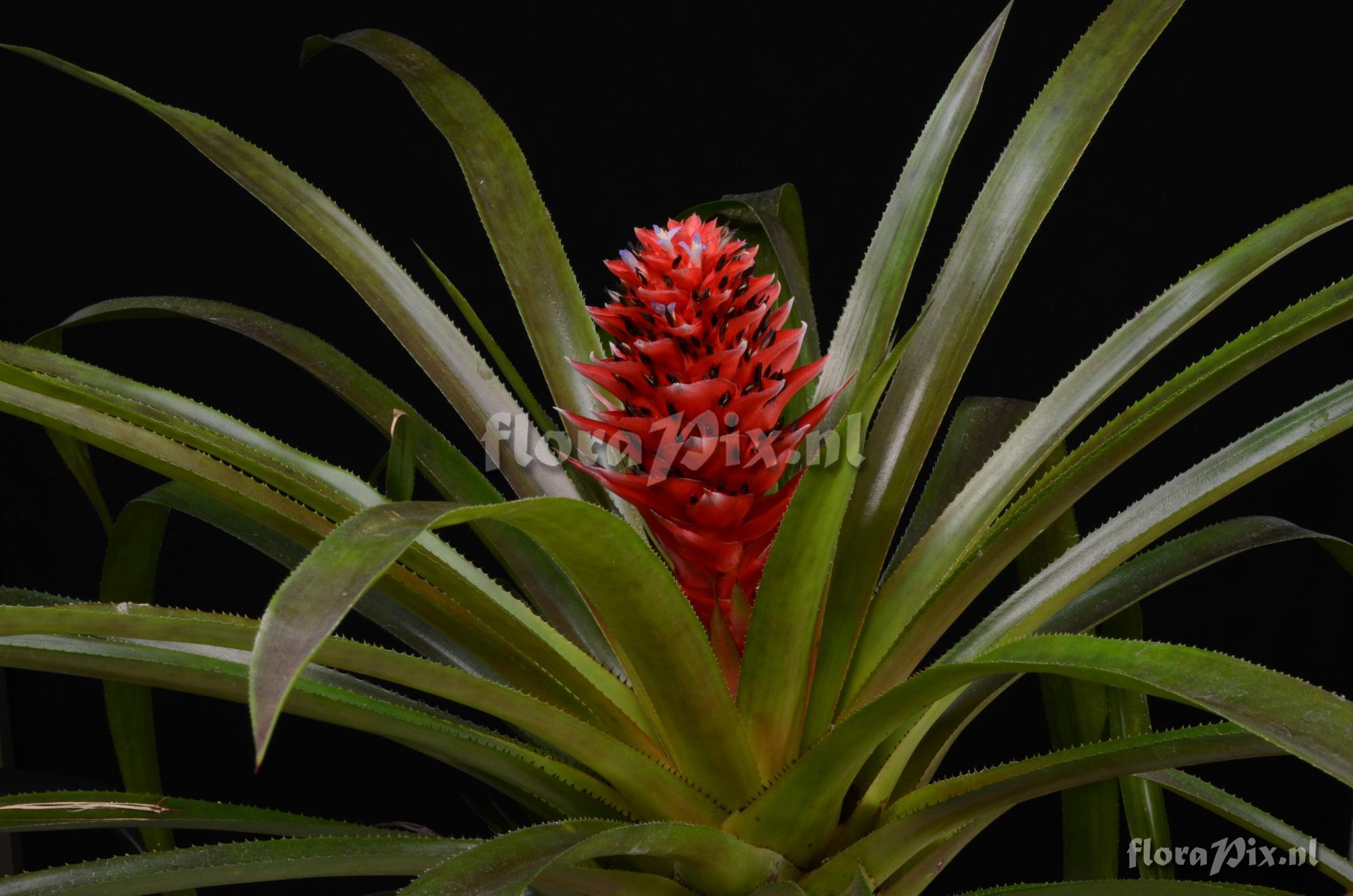 Aechmea poitaei