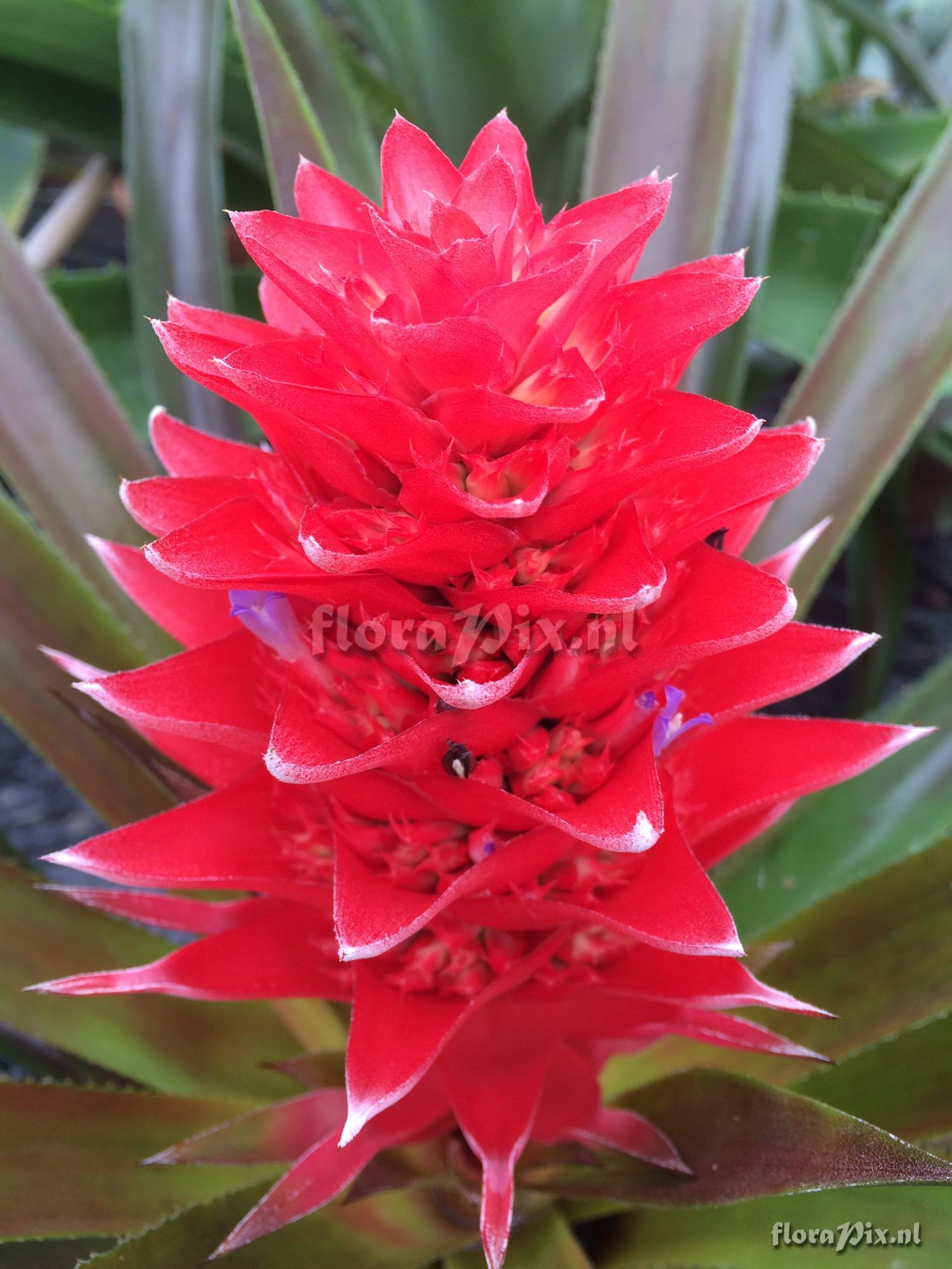 Aechmea poitaei