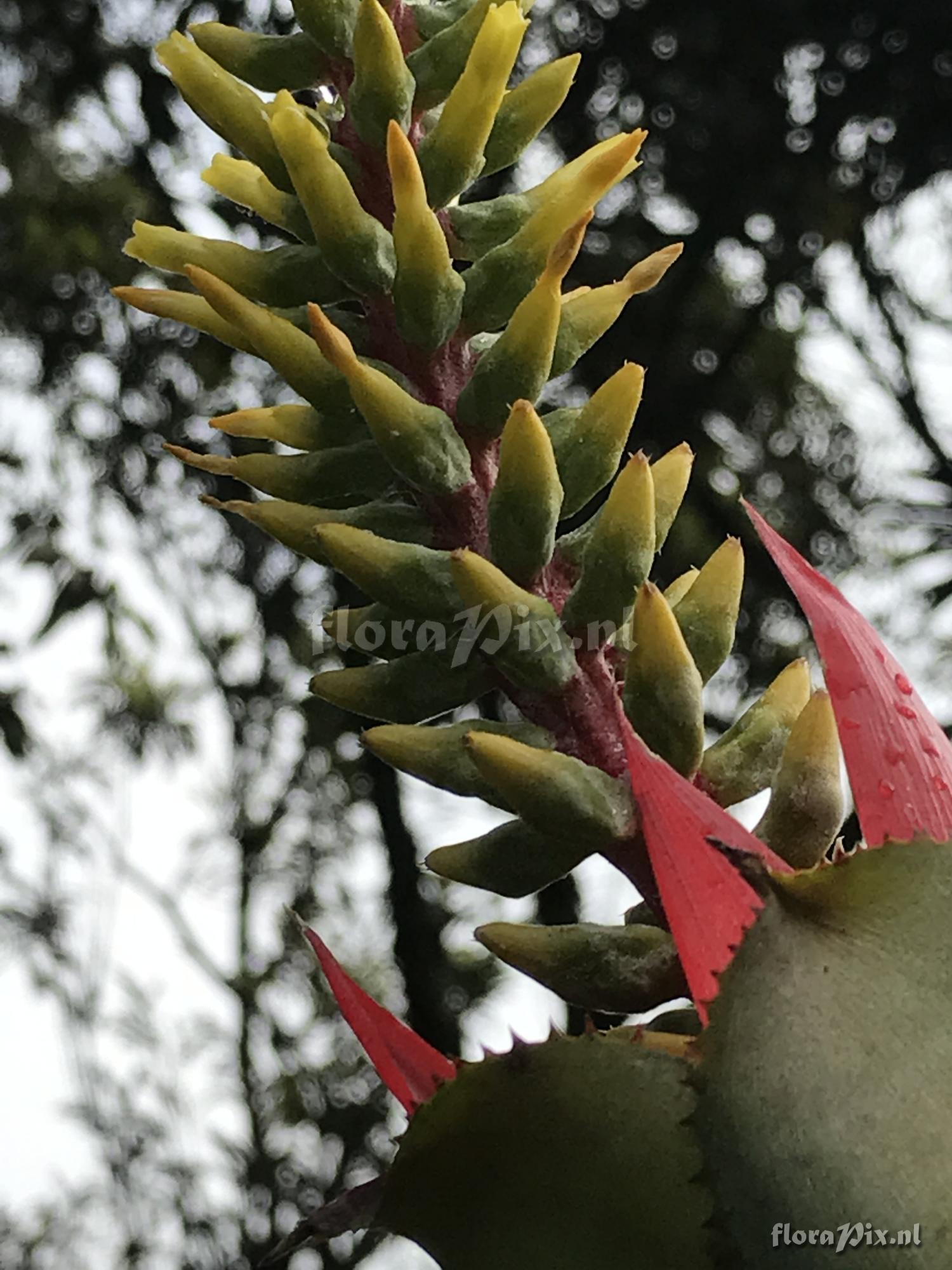 Aechmea nudicaulis