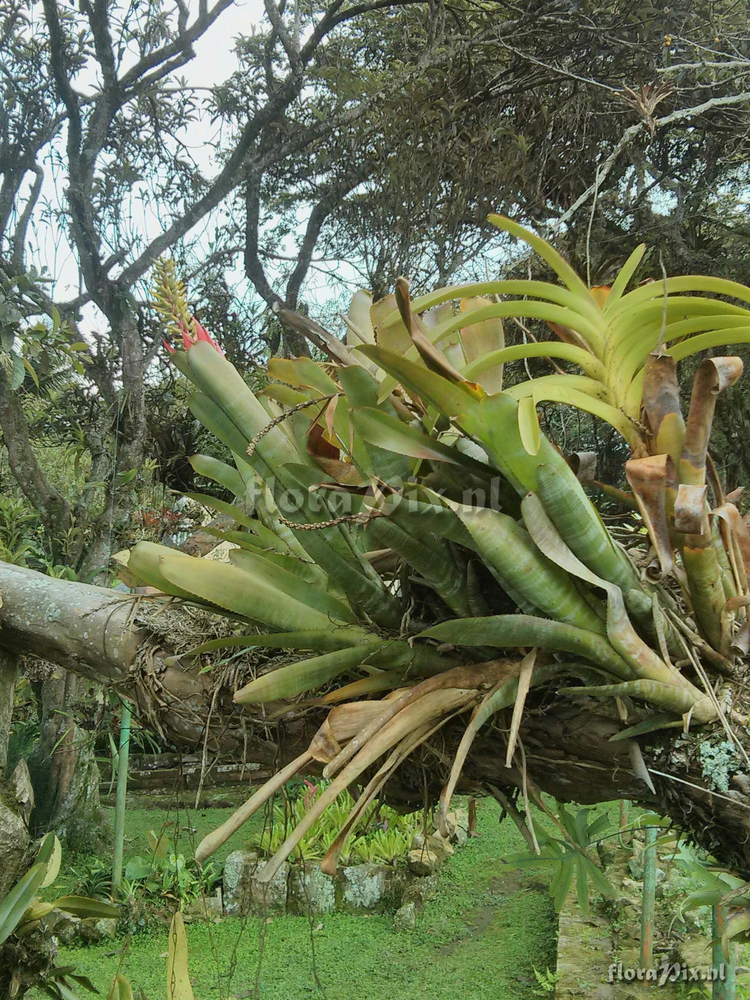 Aechmea nudicaulis