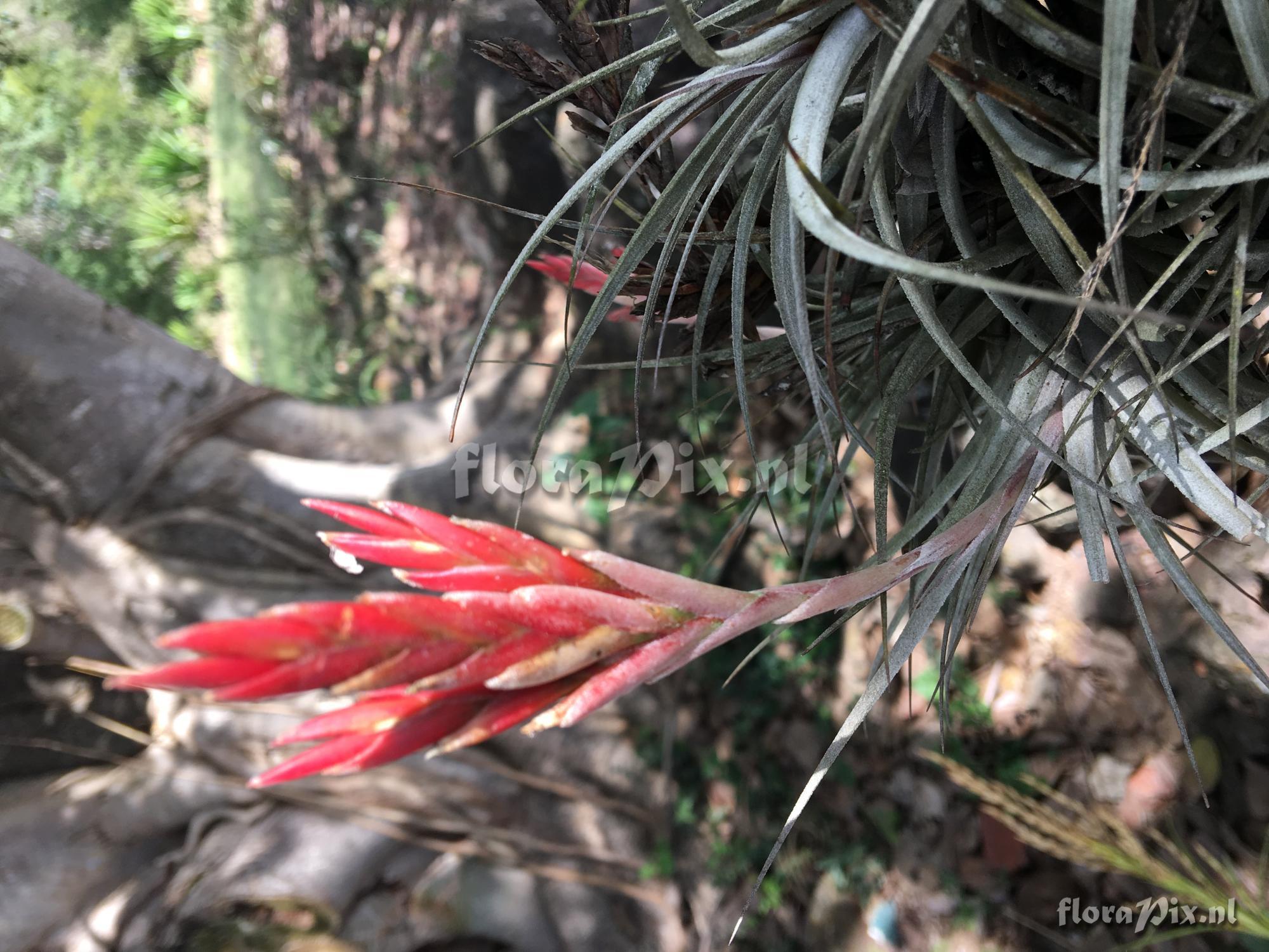 Tillandsia vernicosa