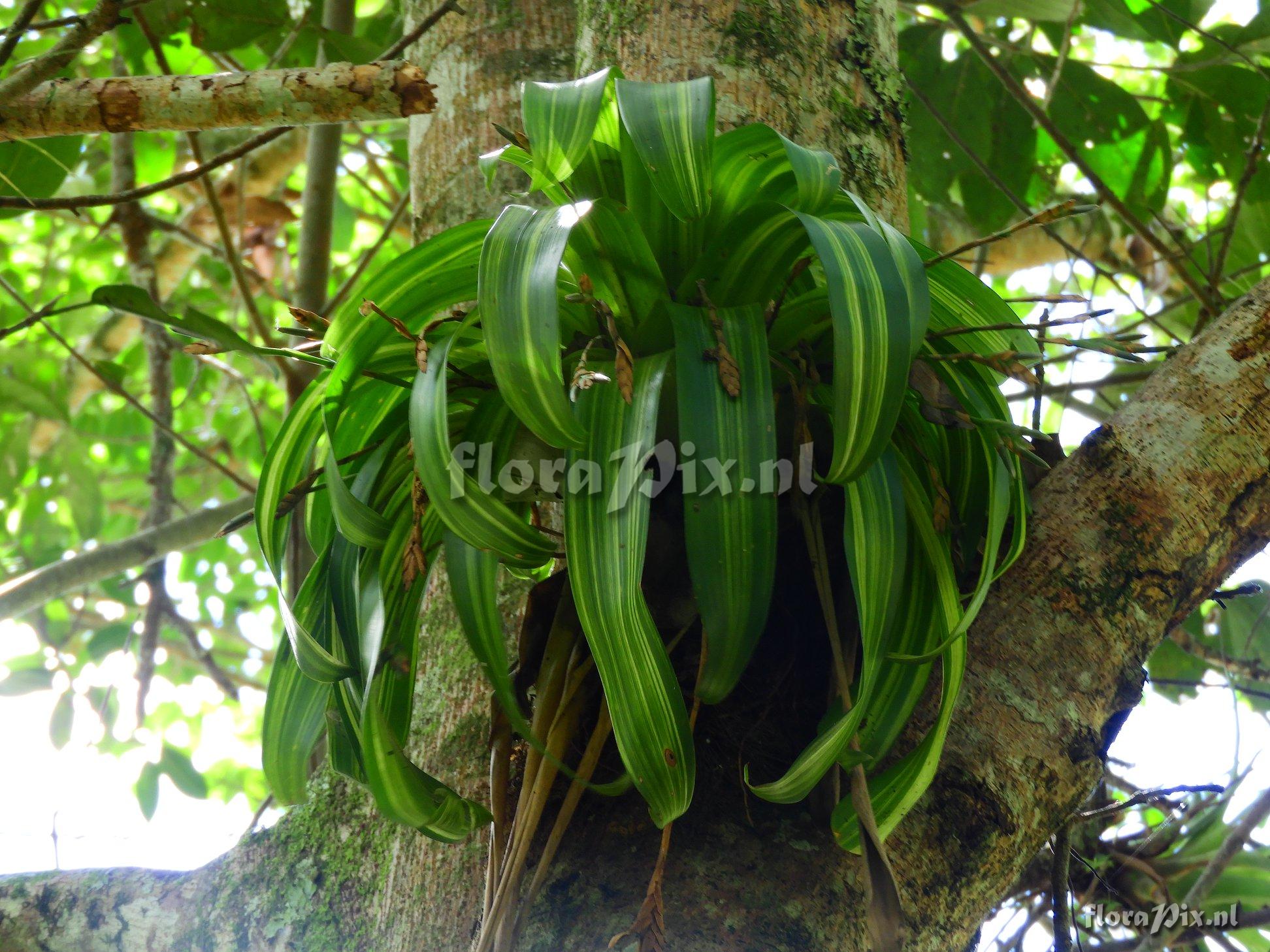 Tillandsia complanata var. variegata