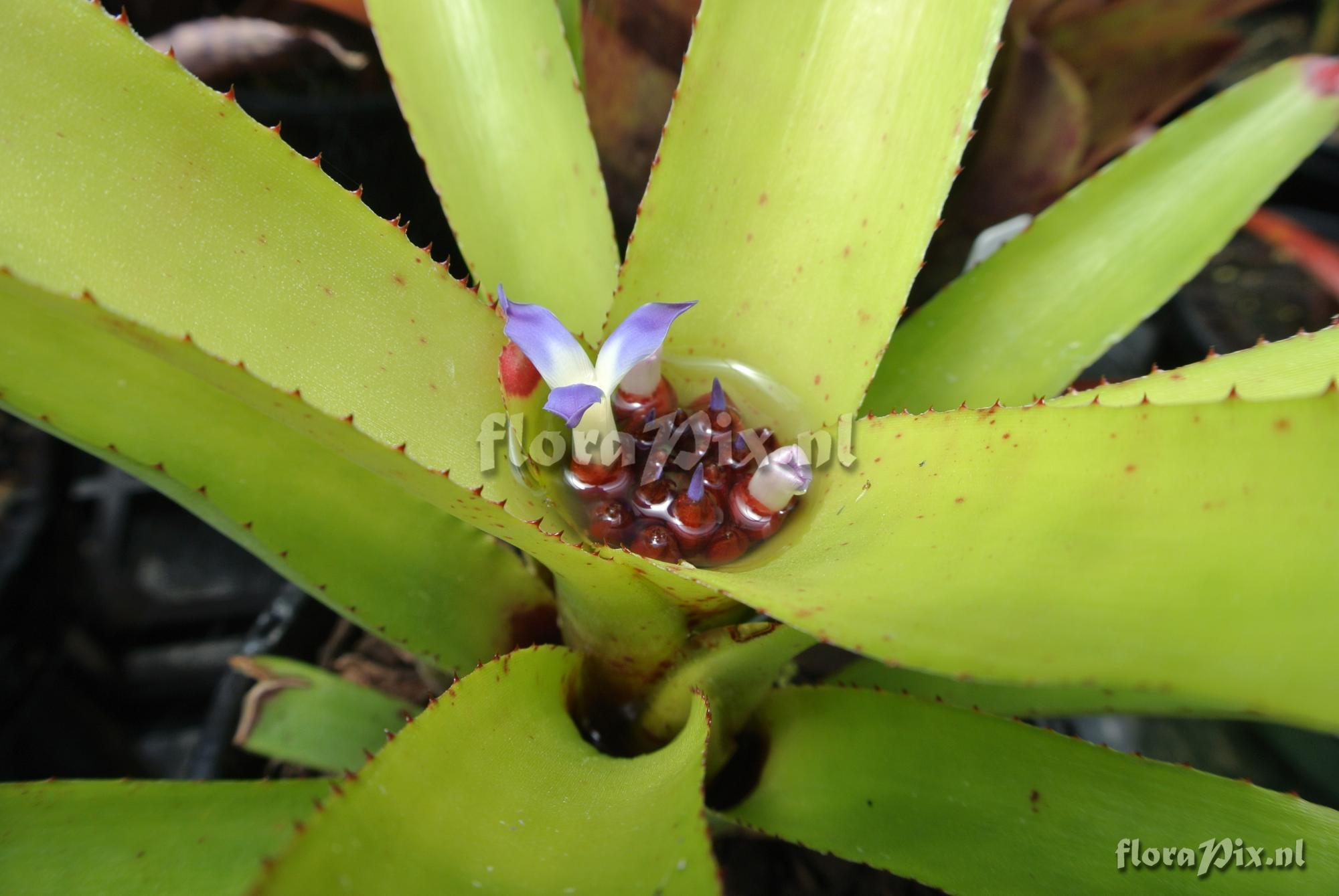 Neoregelia binotii