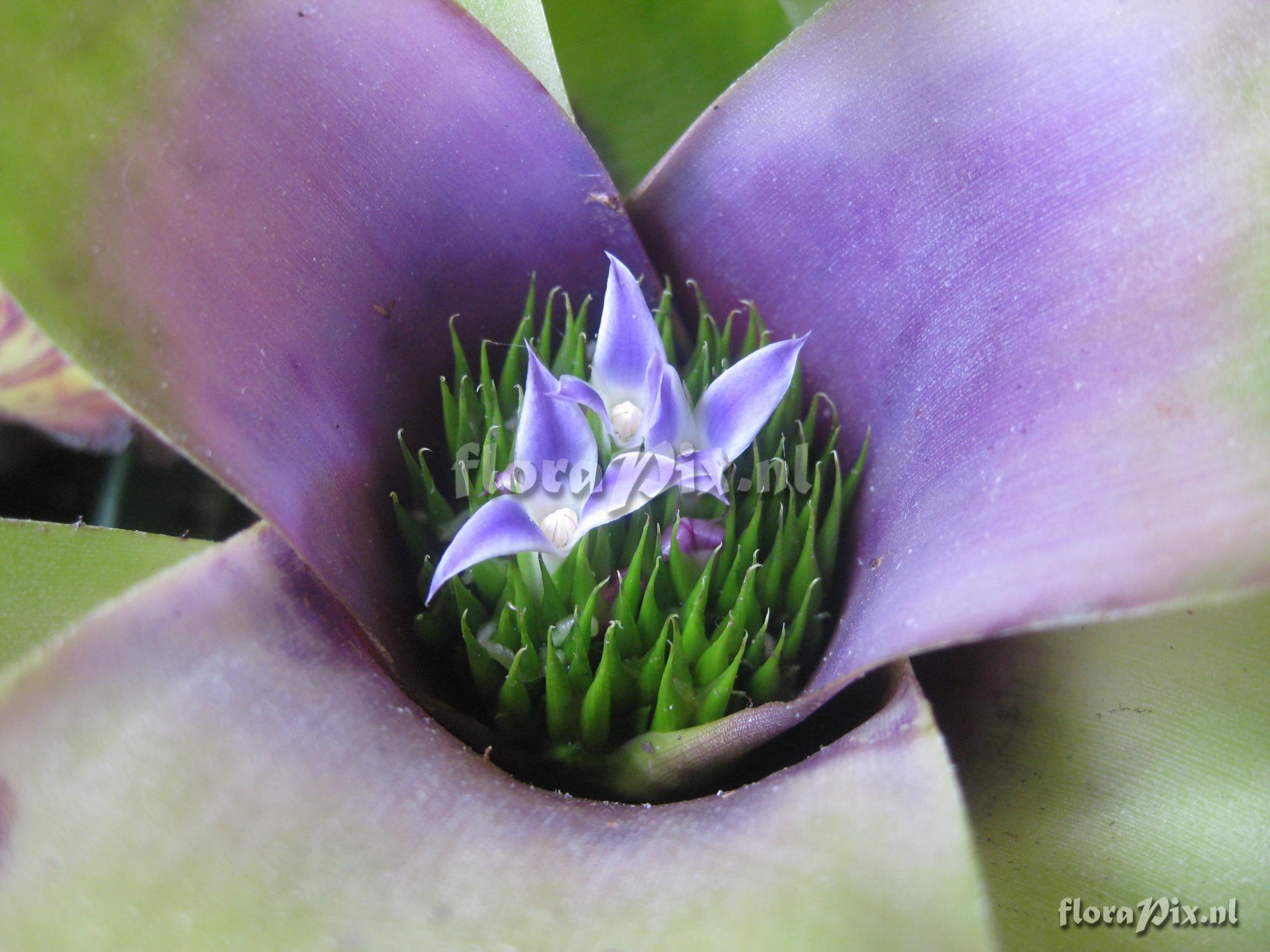 Neoregelia coimbrae