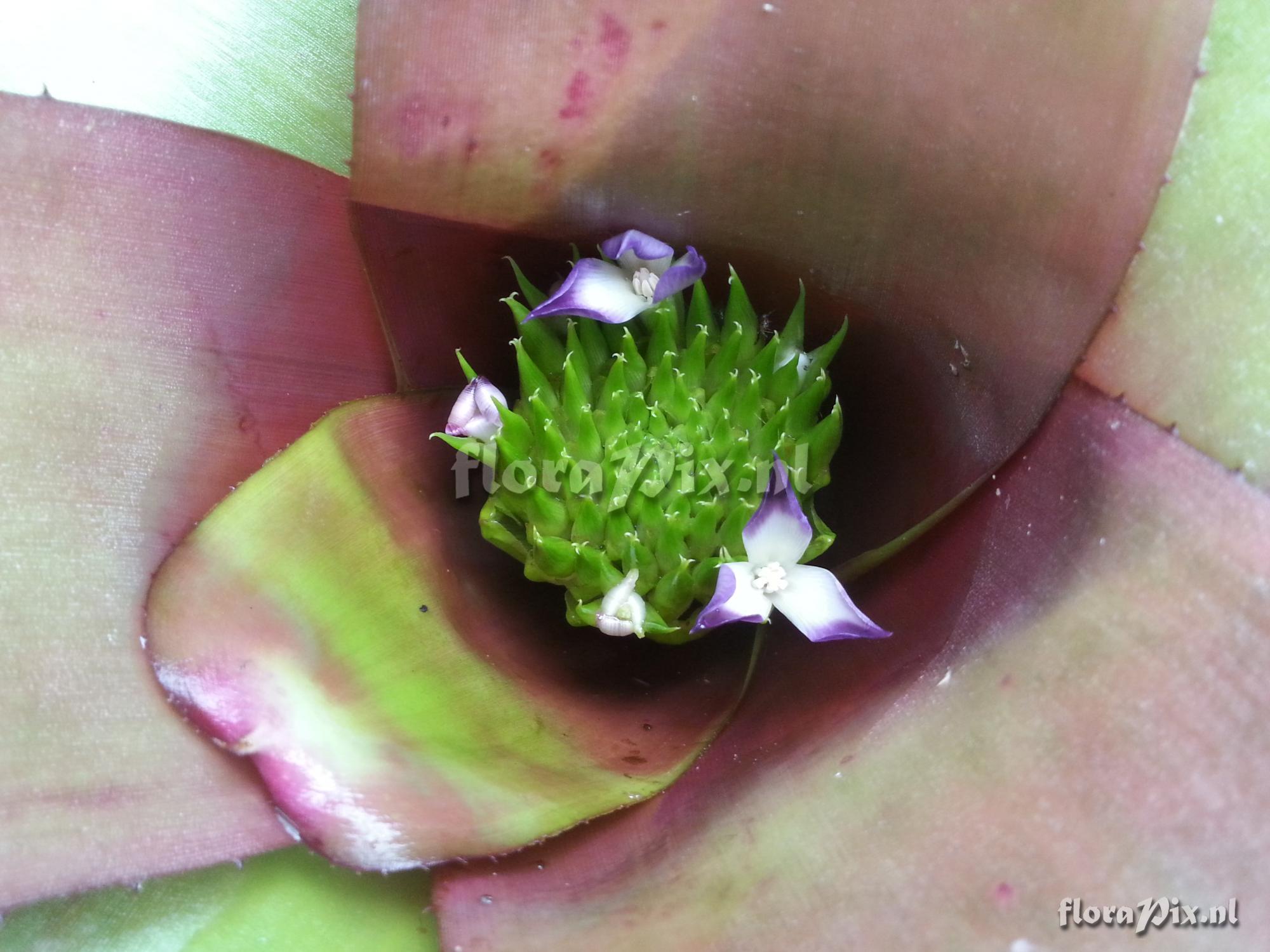 Neoregelia odorata