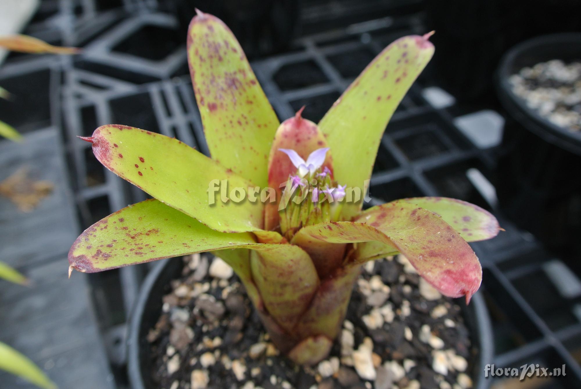 Neoregelia roethii