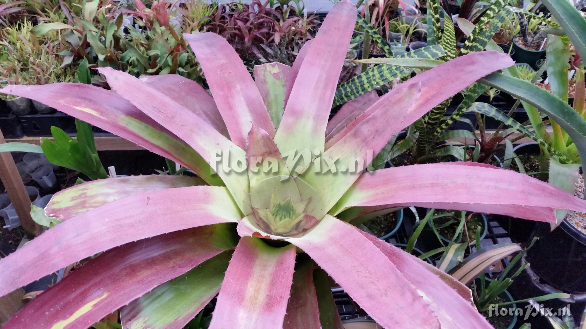 Neoregelia gigas