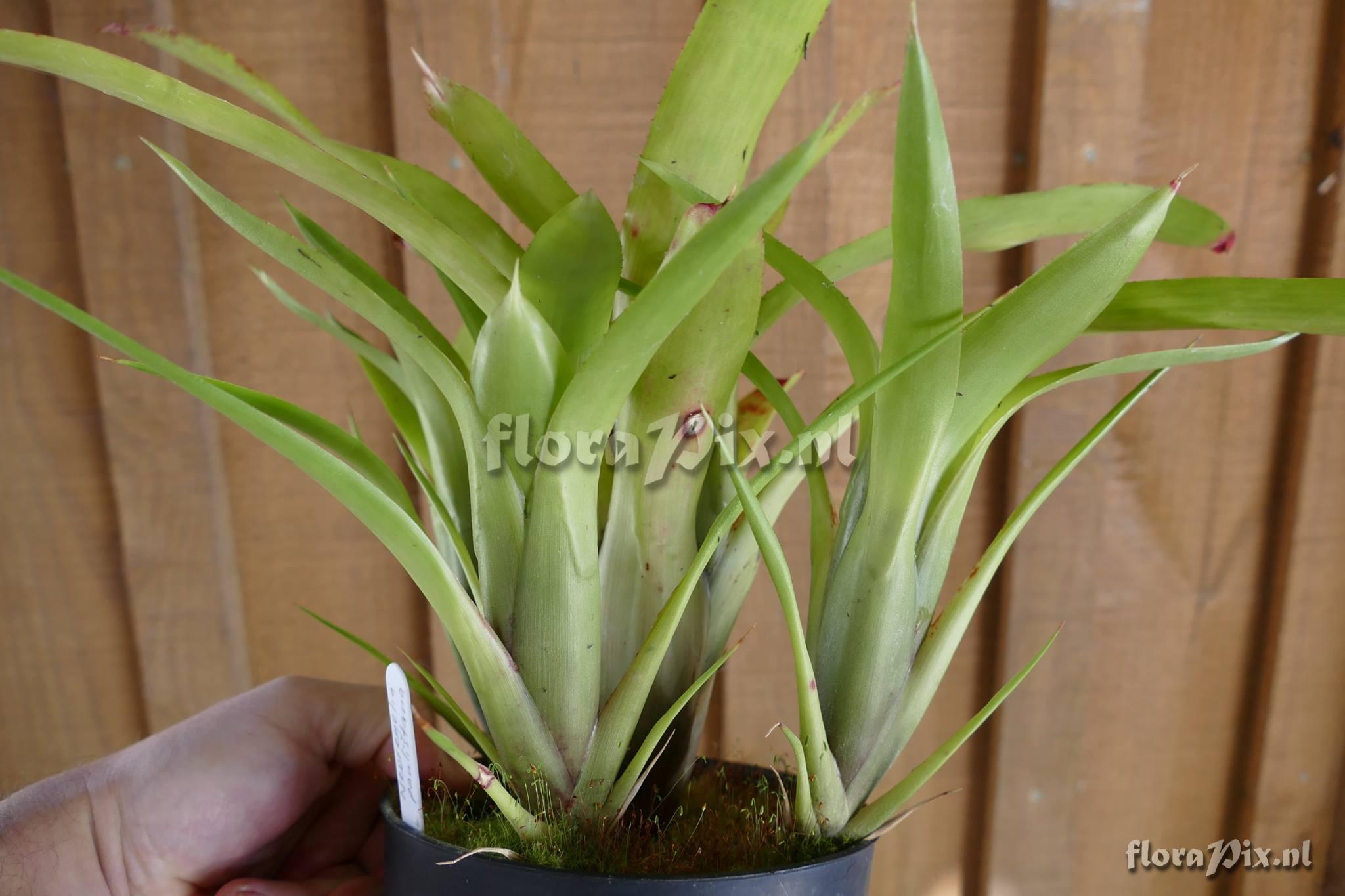 Neoregelia paulistana