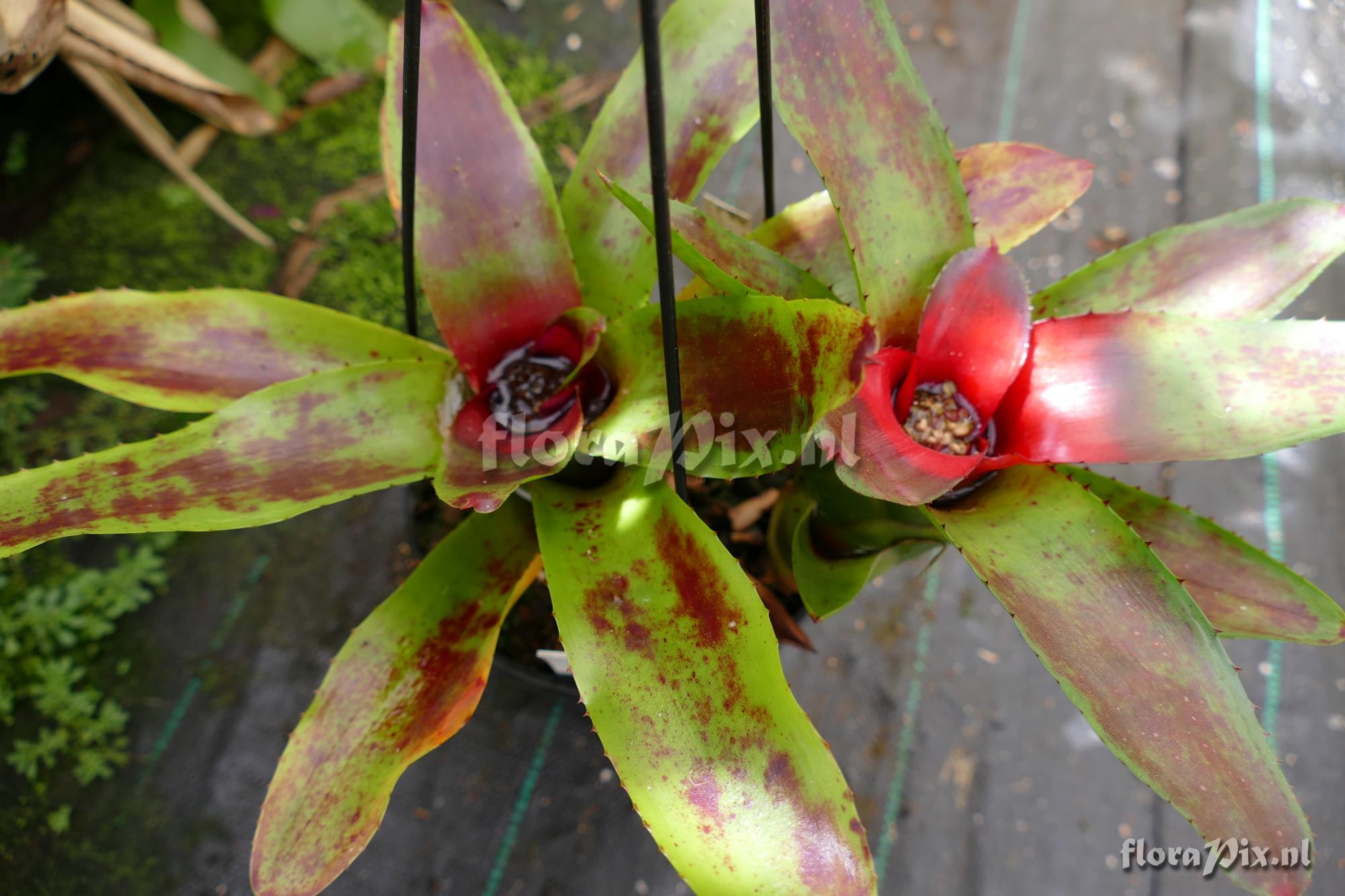 Neoregelia indecora