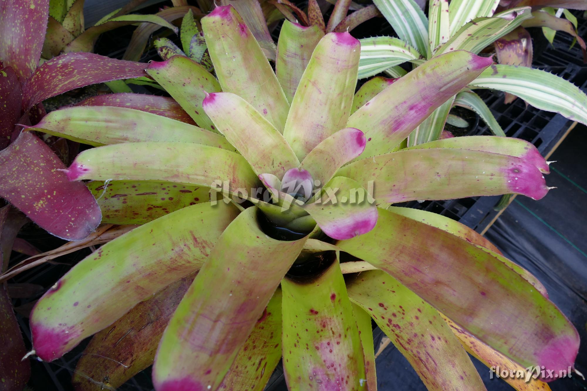 Neoregelia cathcartii