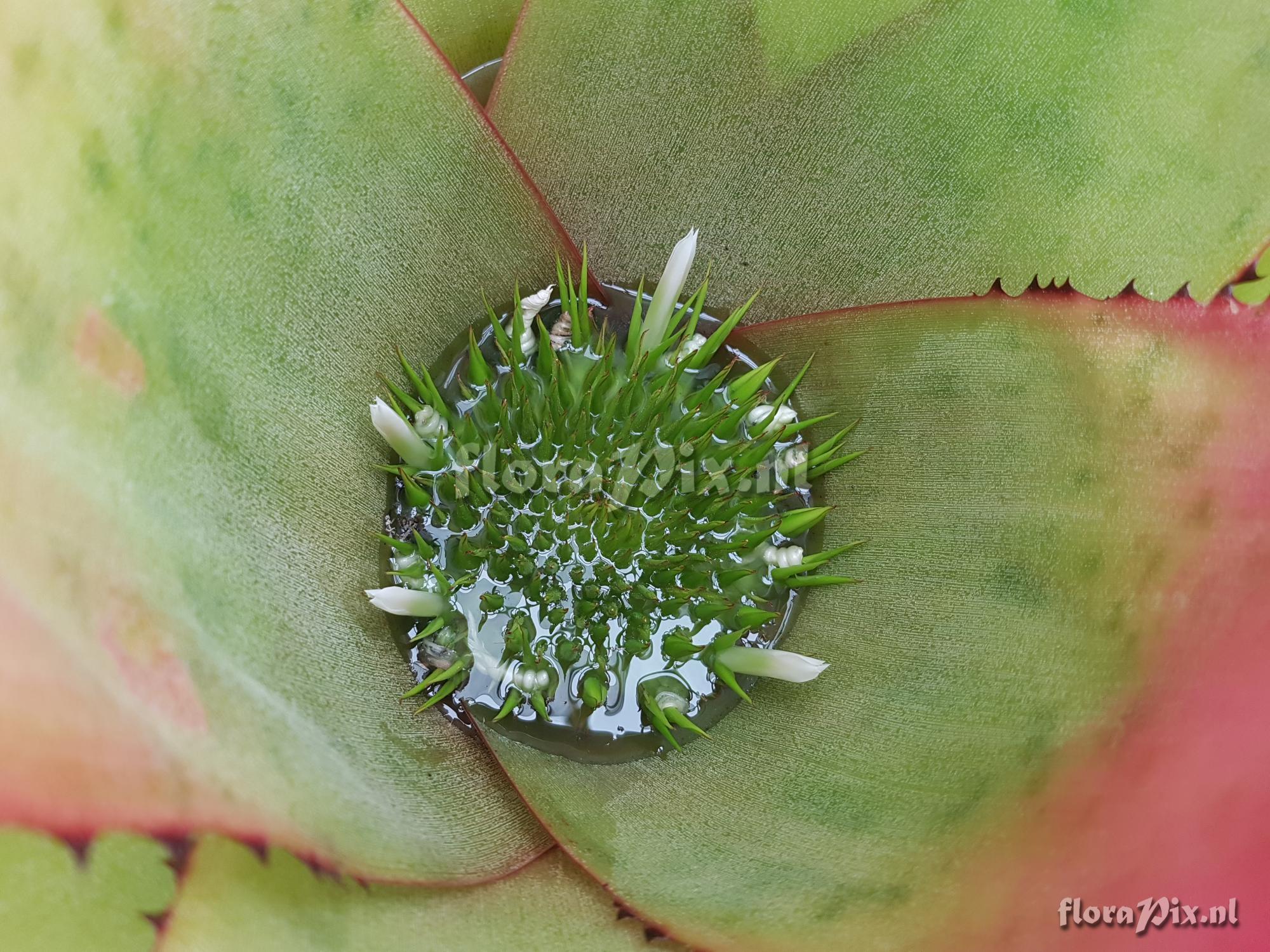 Neoregelia silvomontana