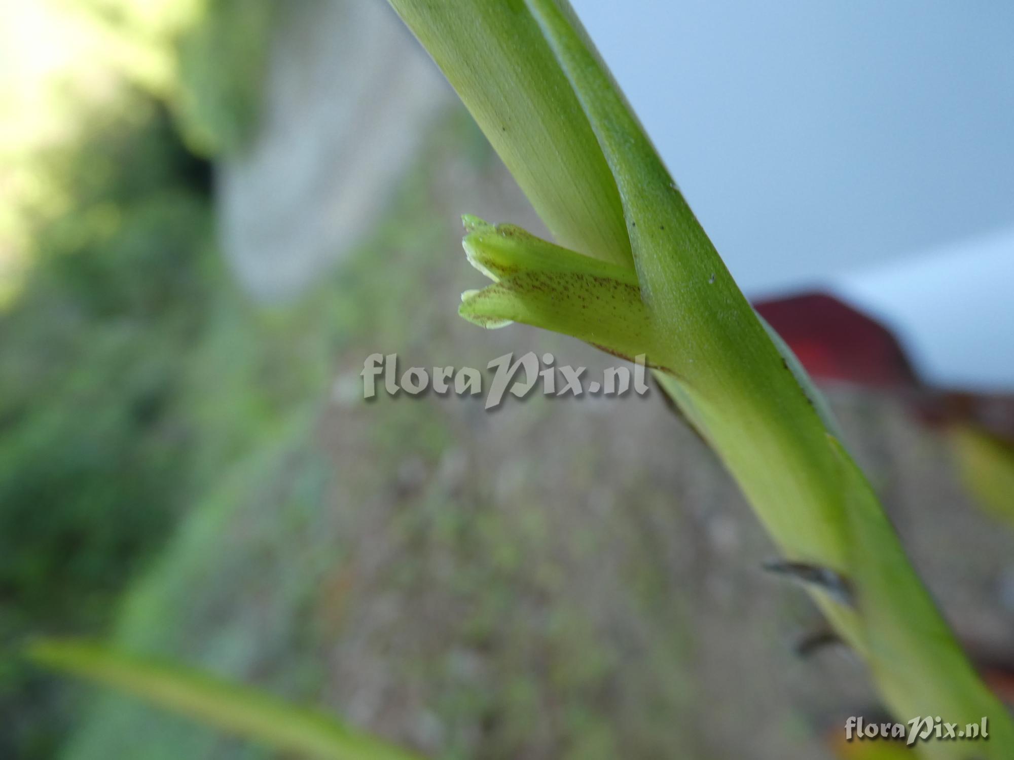 Lutheria sp