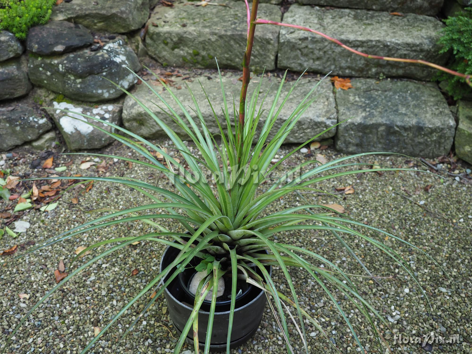 Tillandsia cf. propagulifera