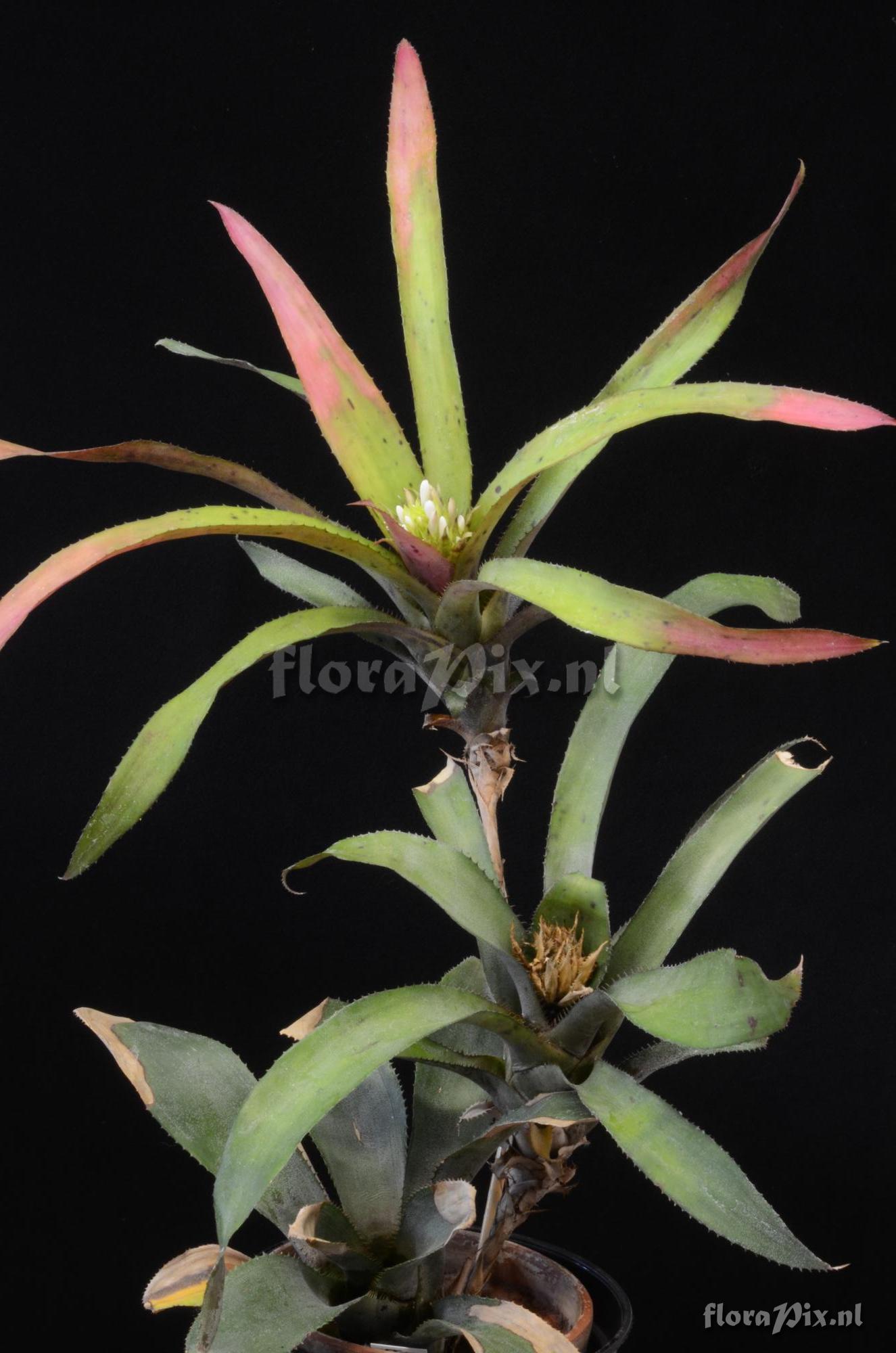 Aechmea aculeatosepala