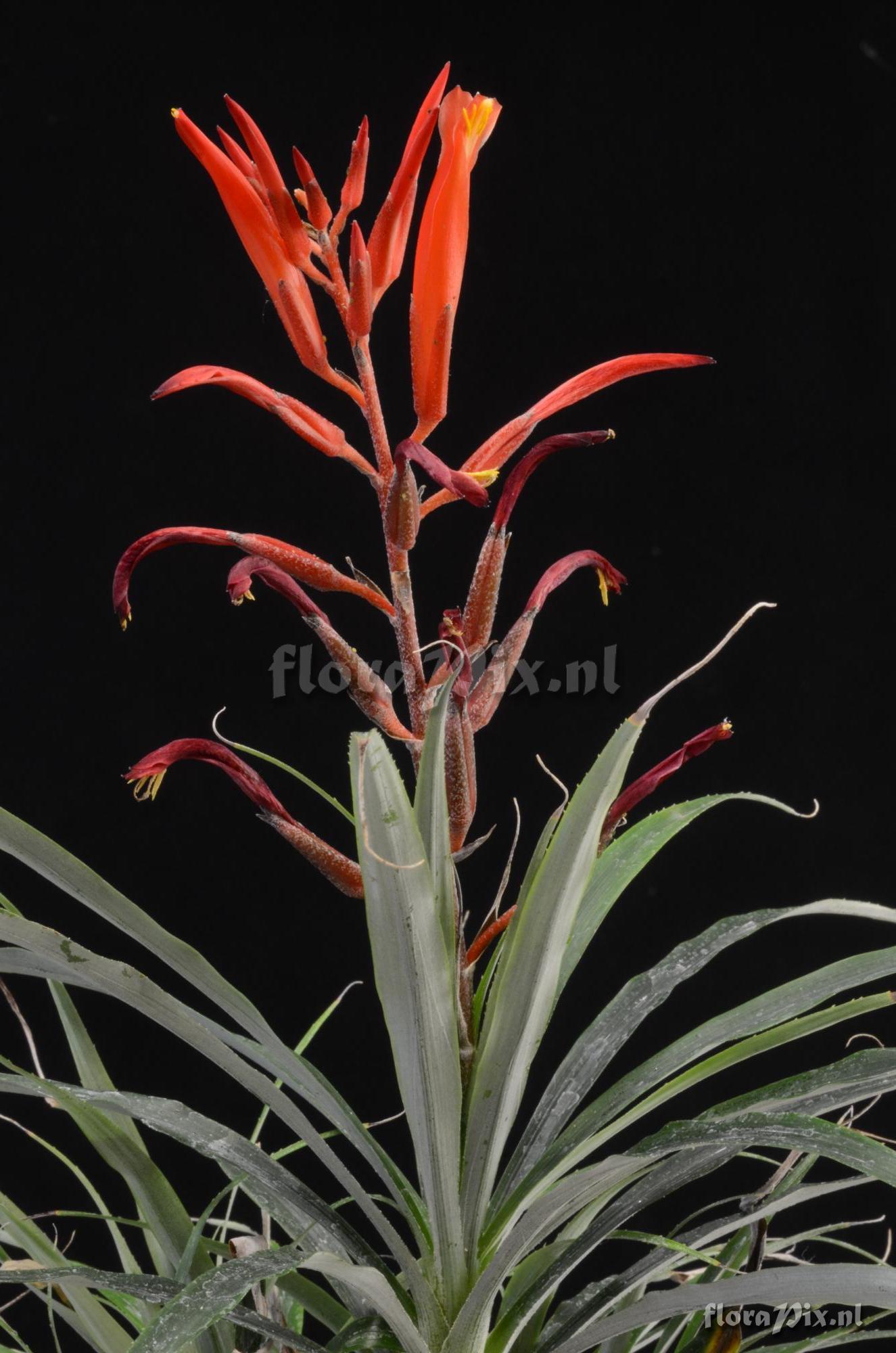 Pitcairnia punicea