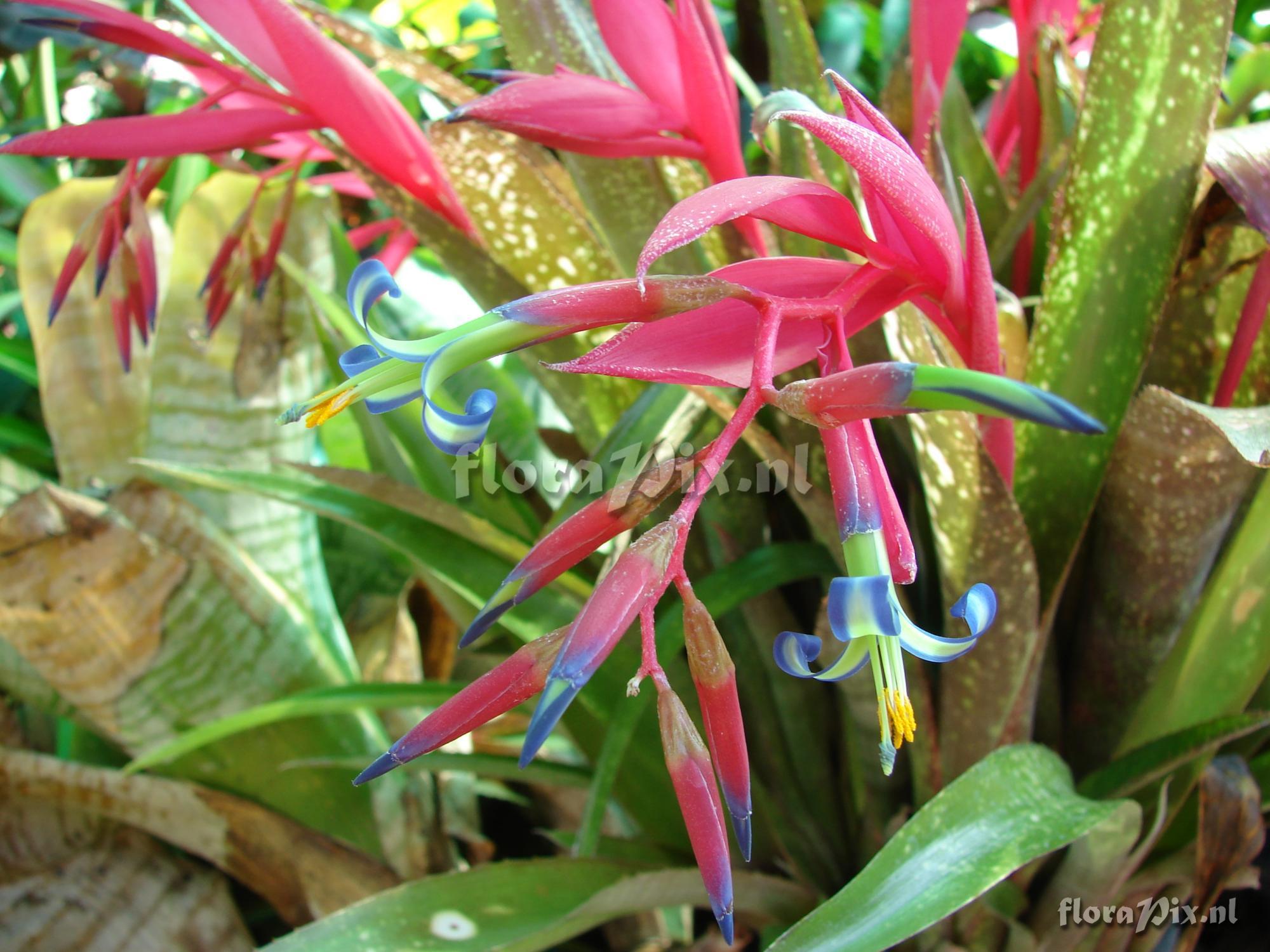 Billbergia saundersii