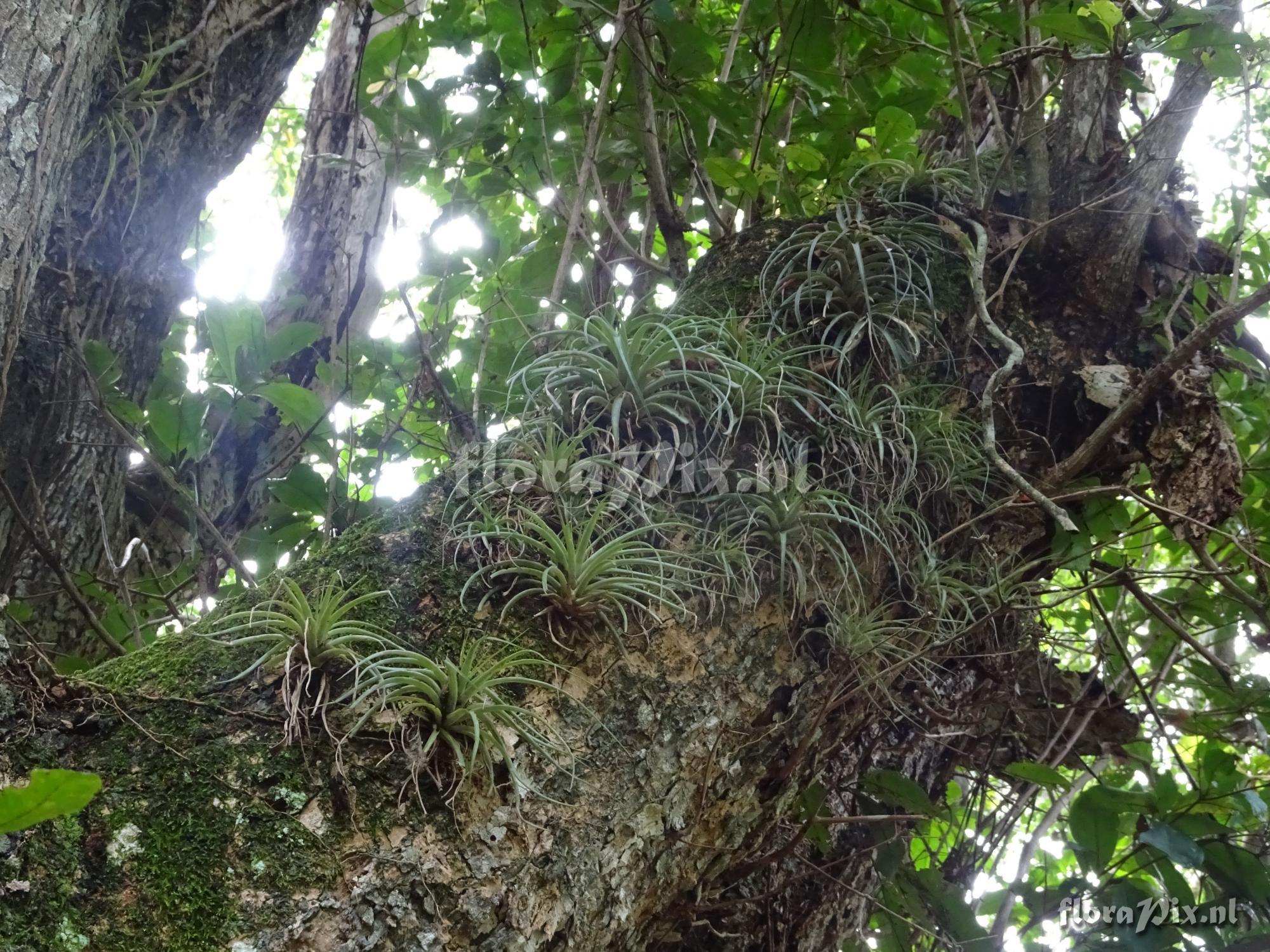 Tillandsia brachicaulos