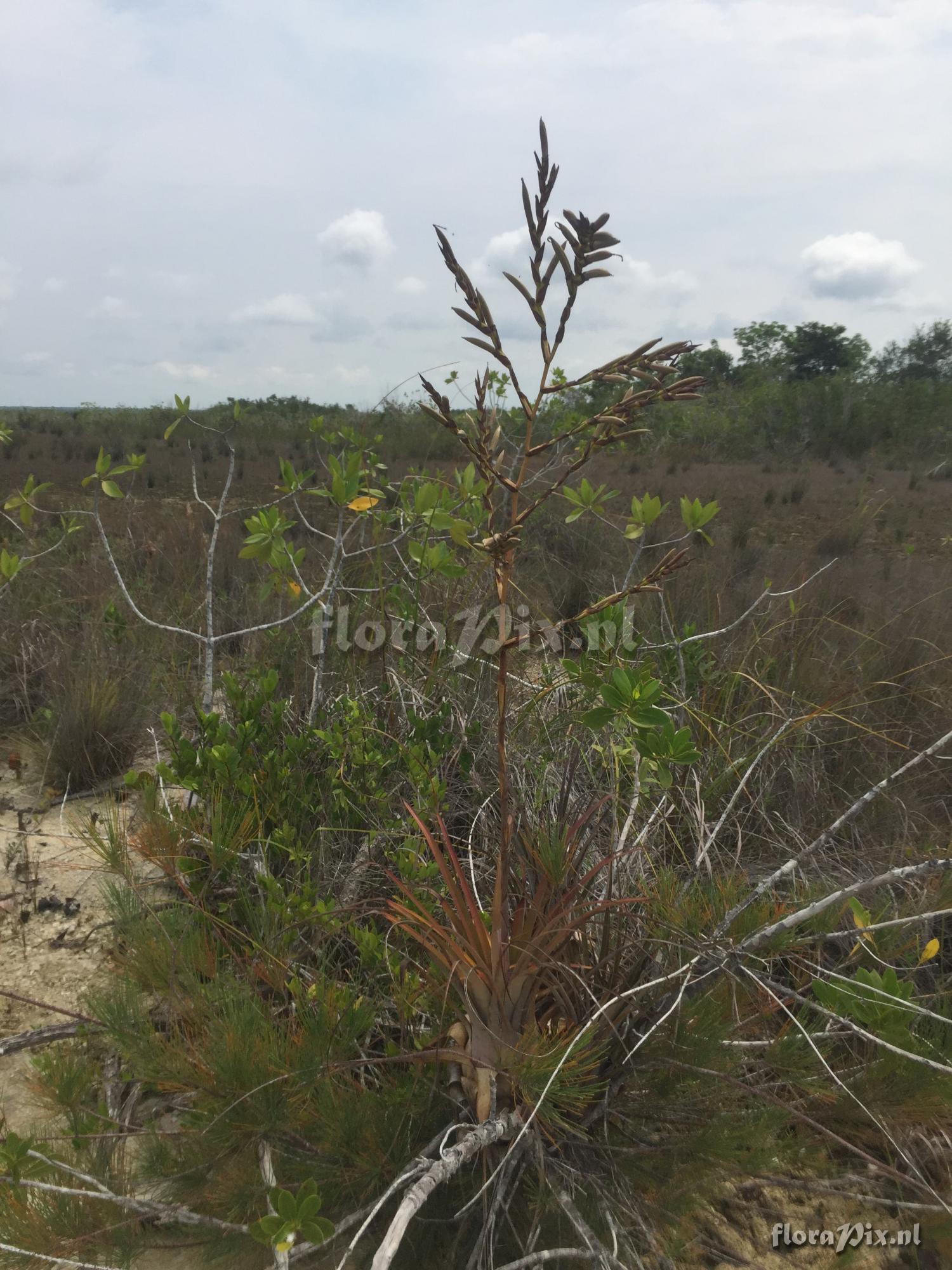 Tillandsia dasyliriifolia