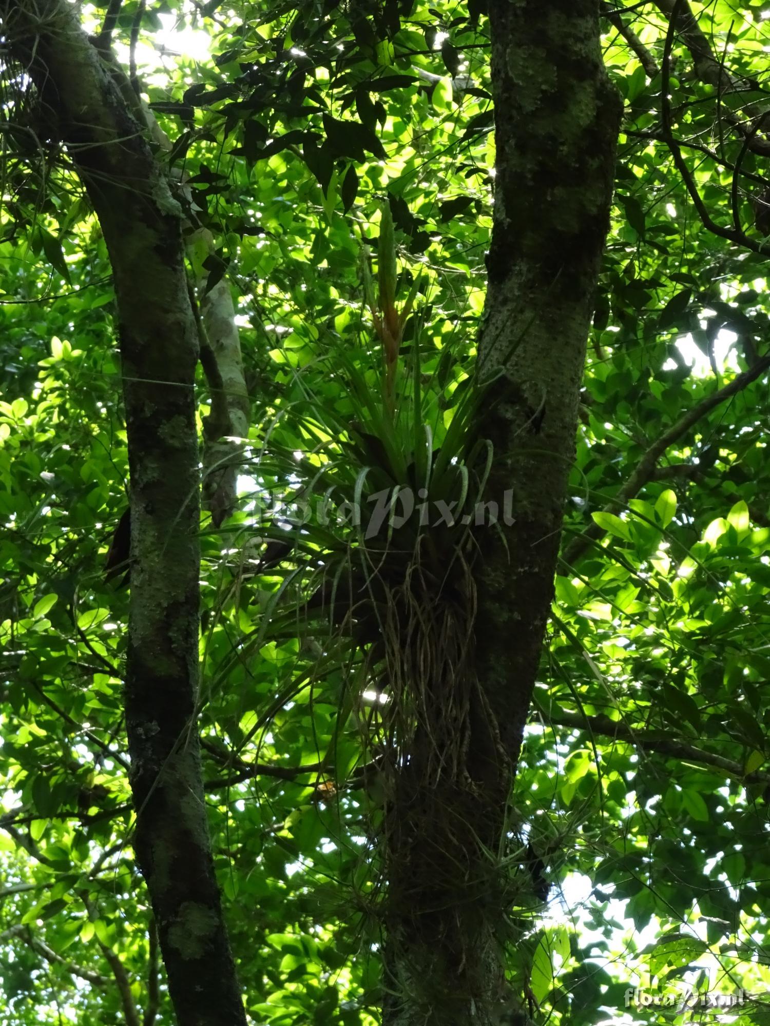 Tillandsia fasciculata