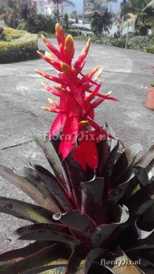 Aechmea tessmannii