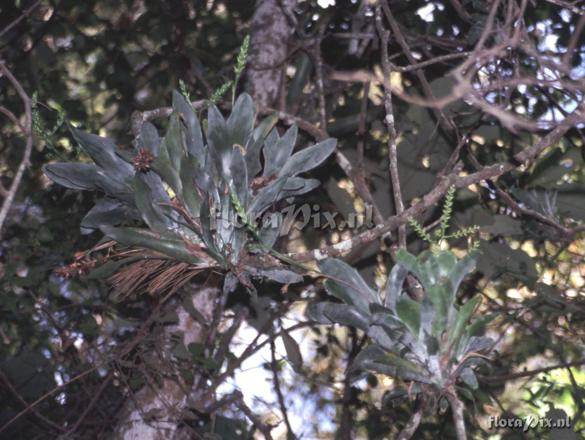 Catopsis sp.