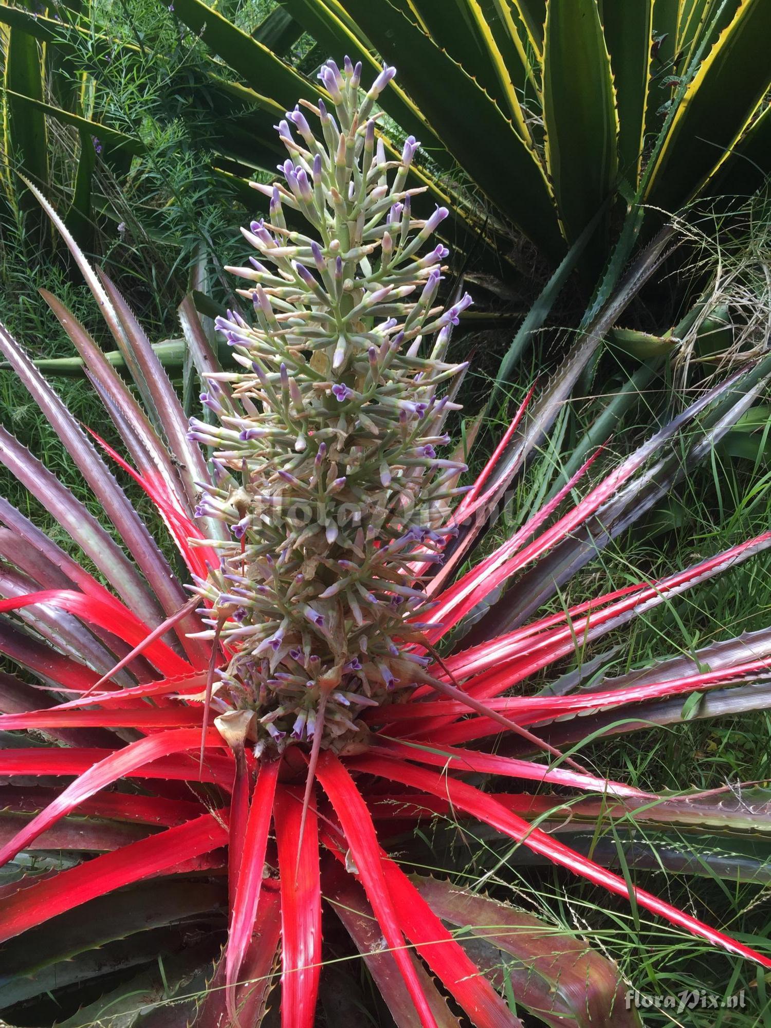 Bromelia binotii