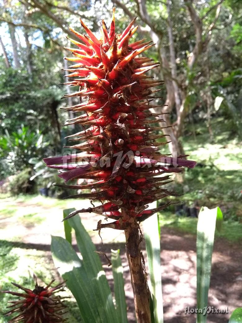 Pitcairnia \