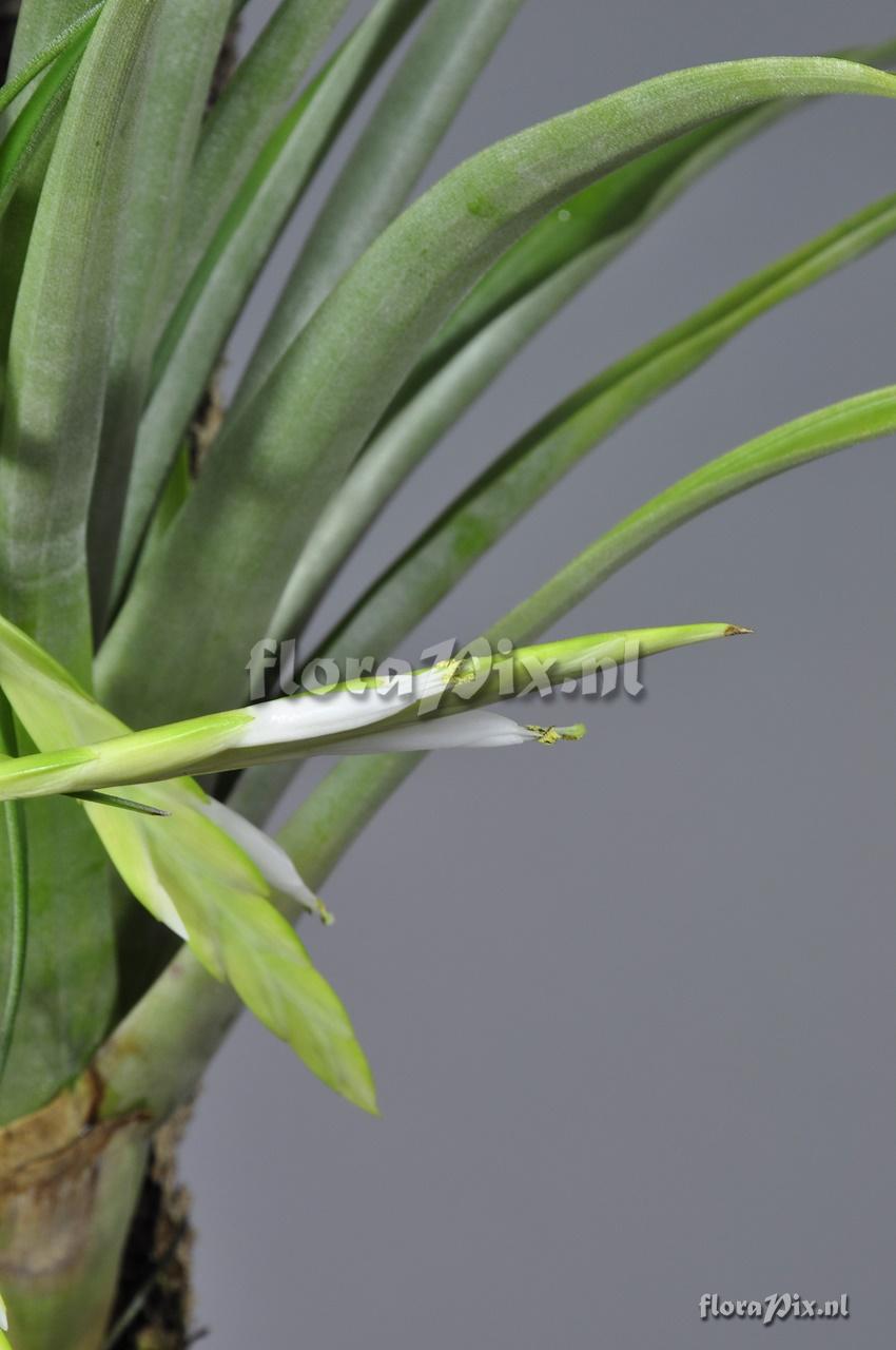 Tillandsia variabilis