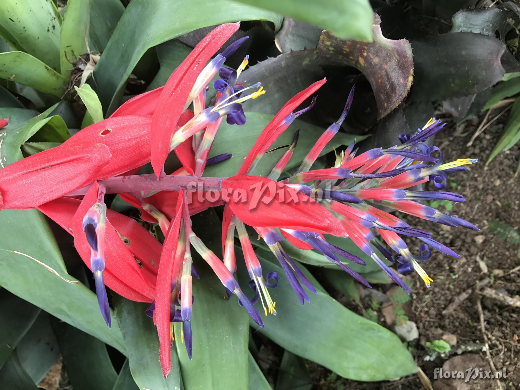 Billbergia 