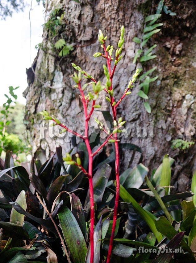 Guzmania rhonhofiana