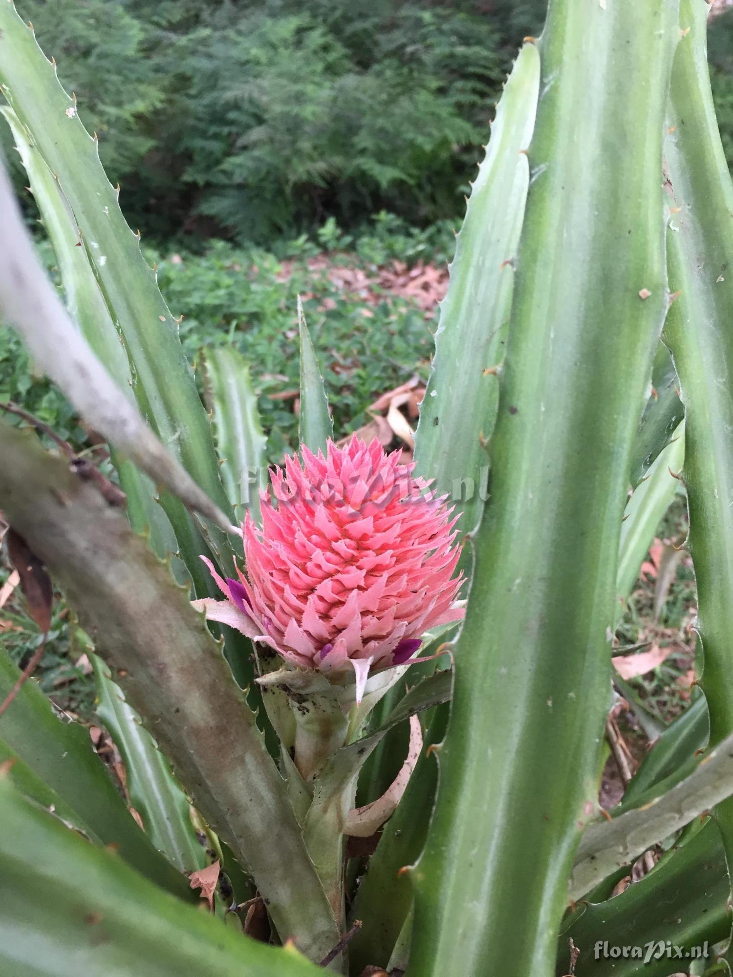 Ananas sagenaria