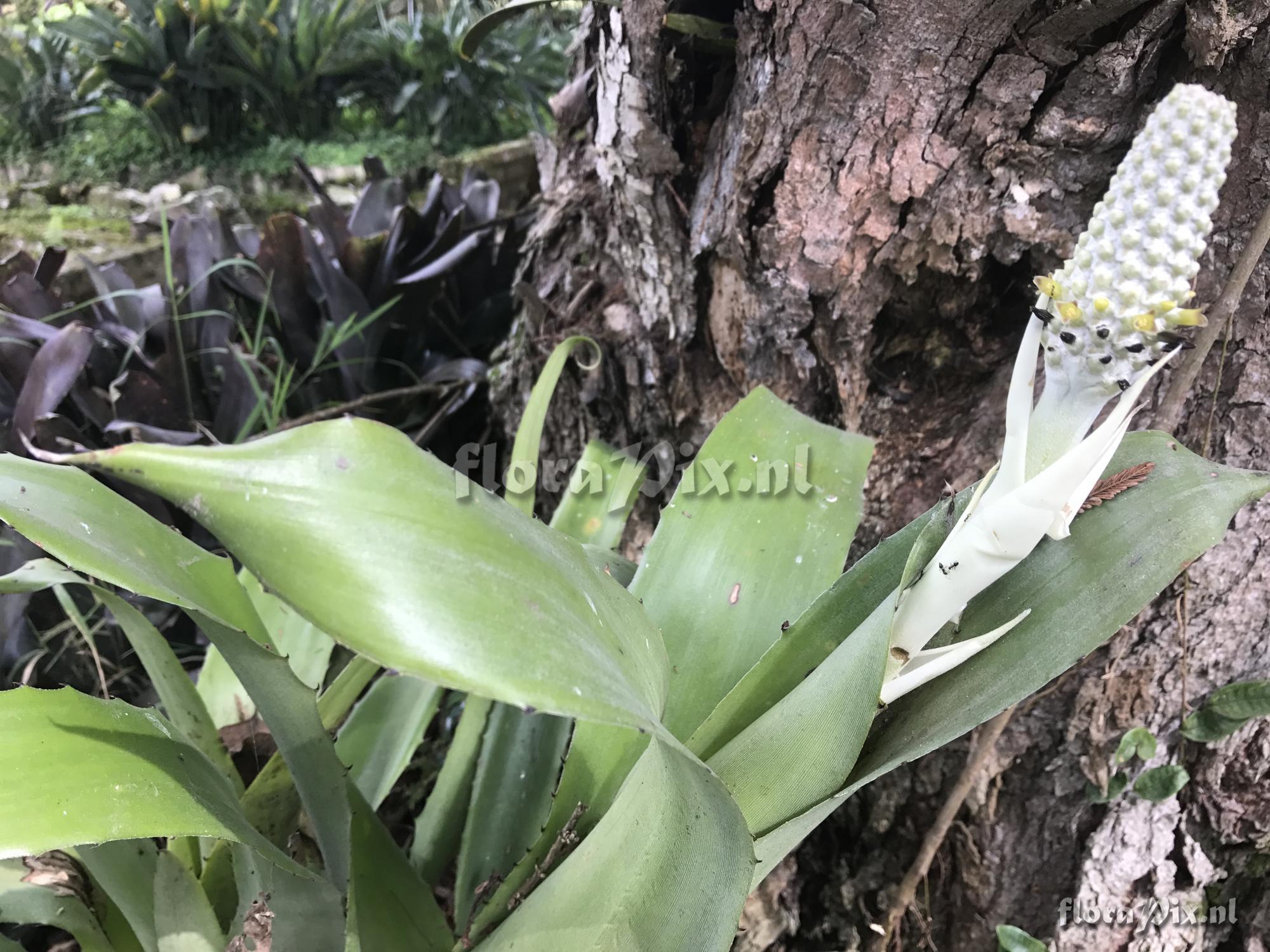 Aechmea bromeliifolia var Albobracteata