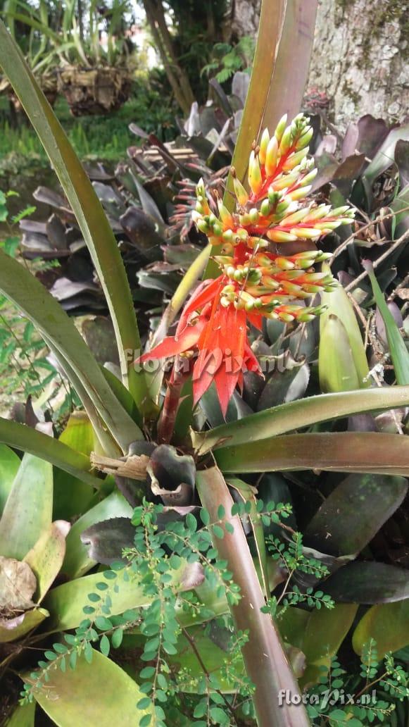 Aechmea penduliflora