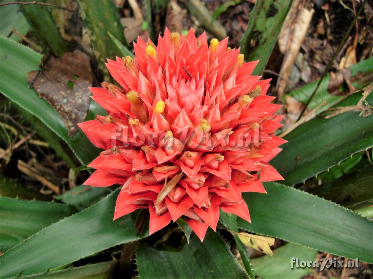 Aechmea tayoensis