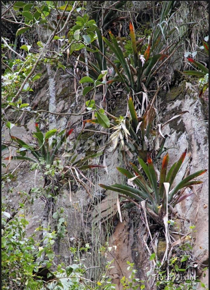 Tillandsia gloriae