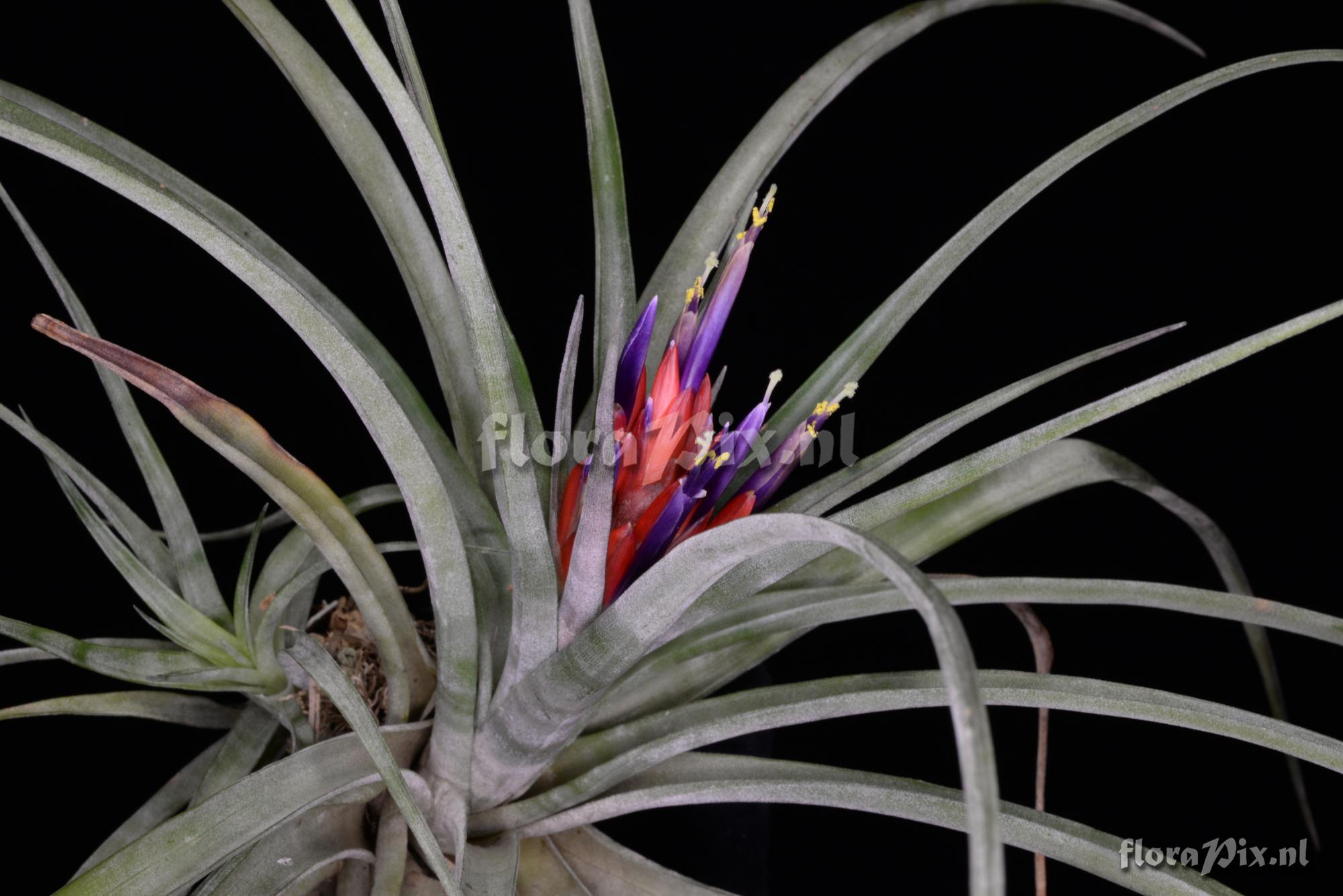 Tillandsia x velutina