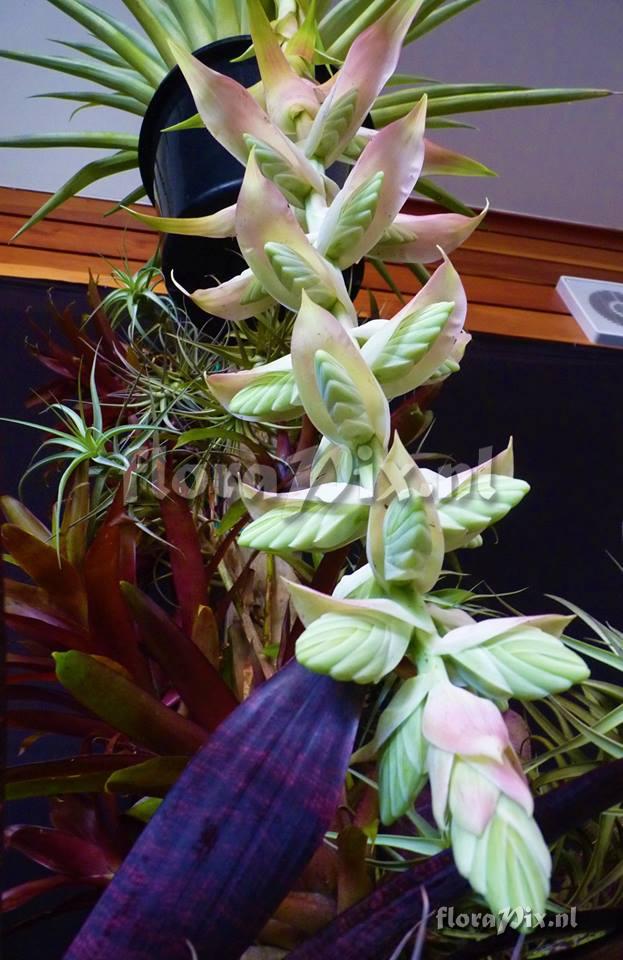 Tillandsia eizii