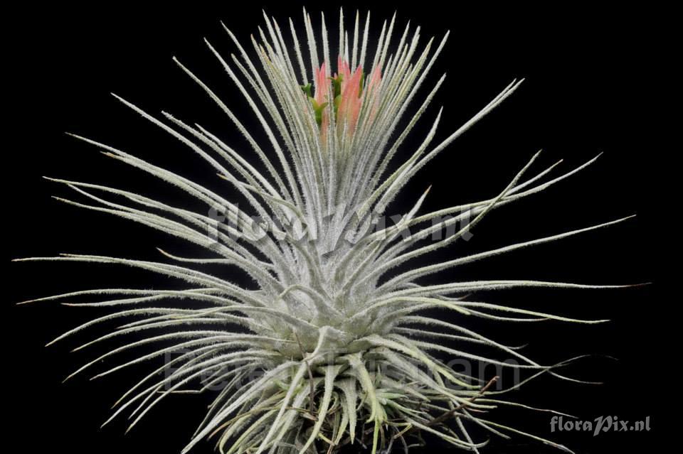 Tillandsia atroviridipetala var. longepedunculata