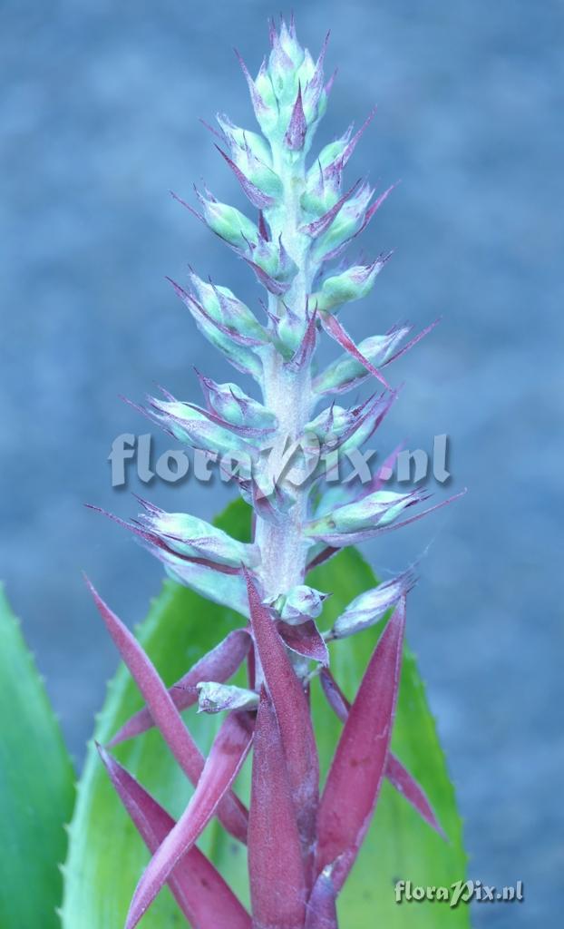 Aechmea brassicoides