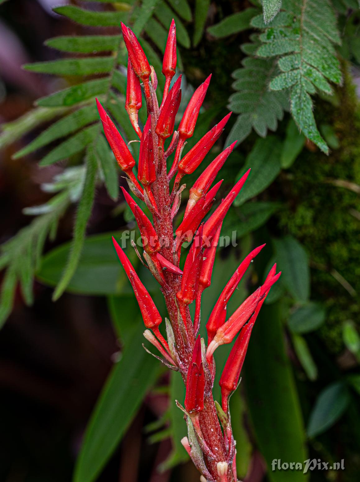 Pitcairnia flammea