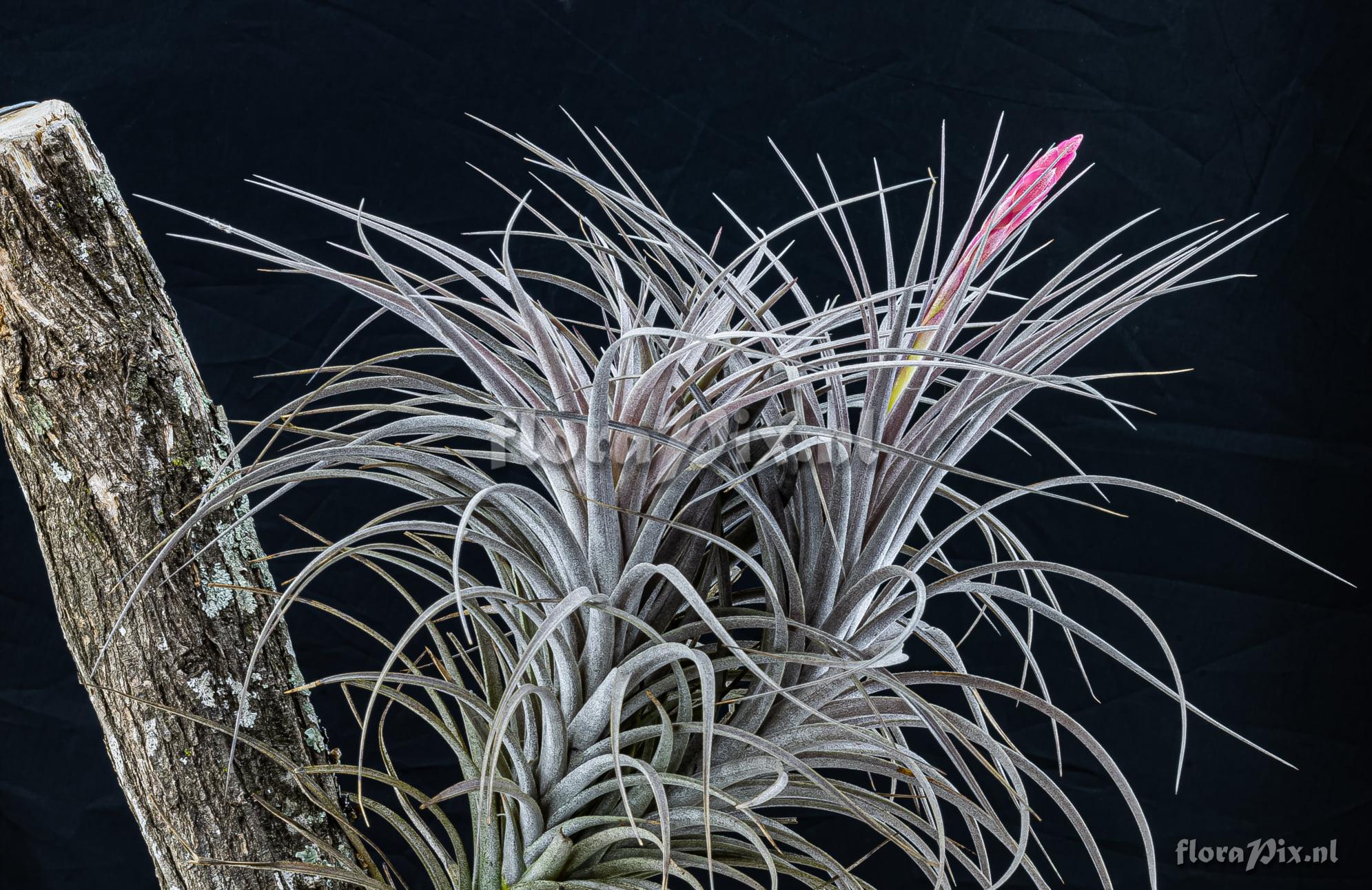 Tillandsia milagrensis