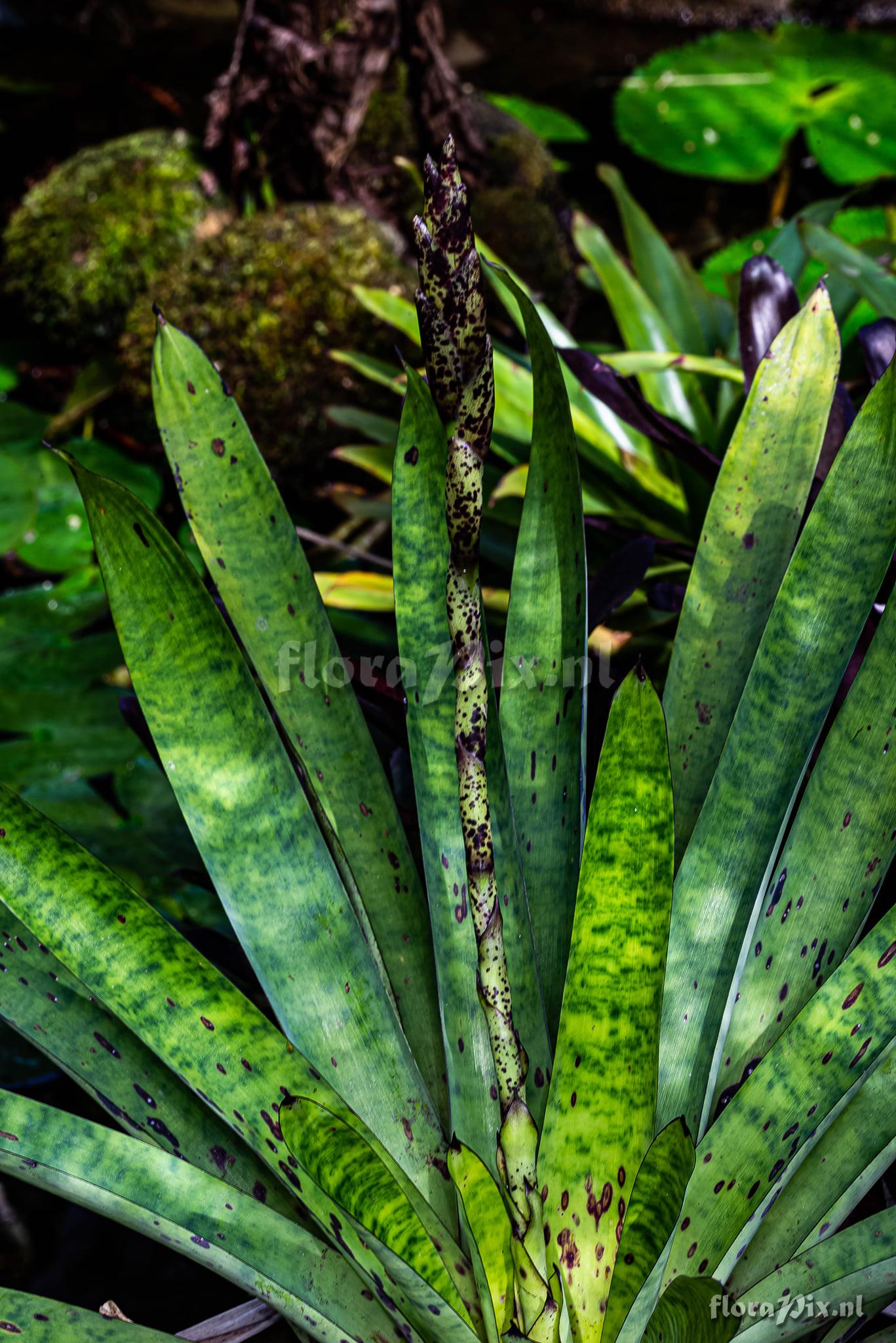 Vriesea grandiflora